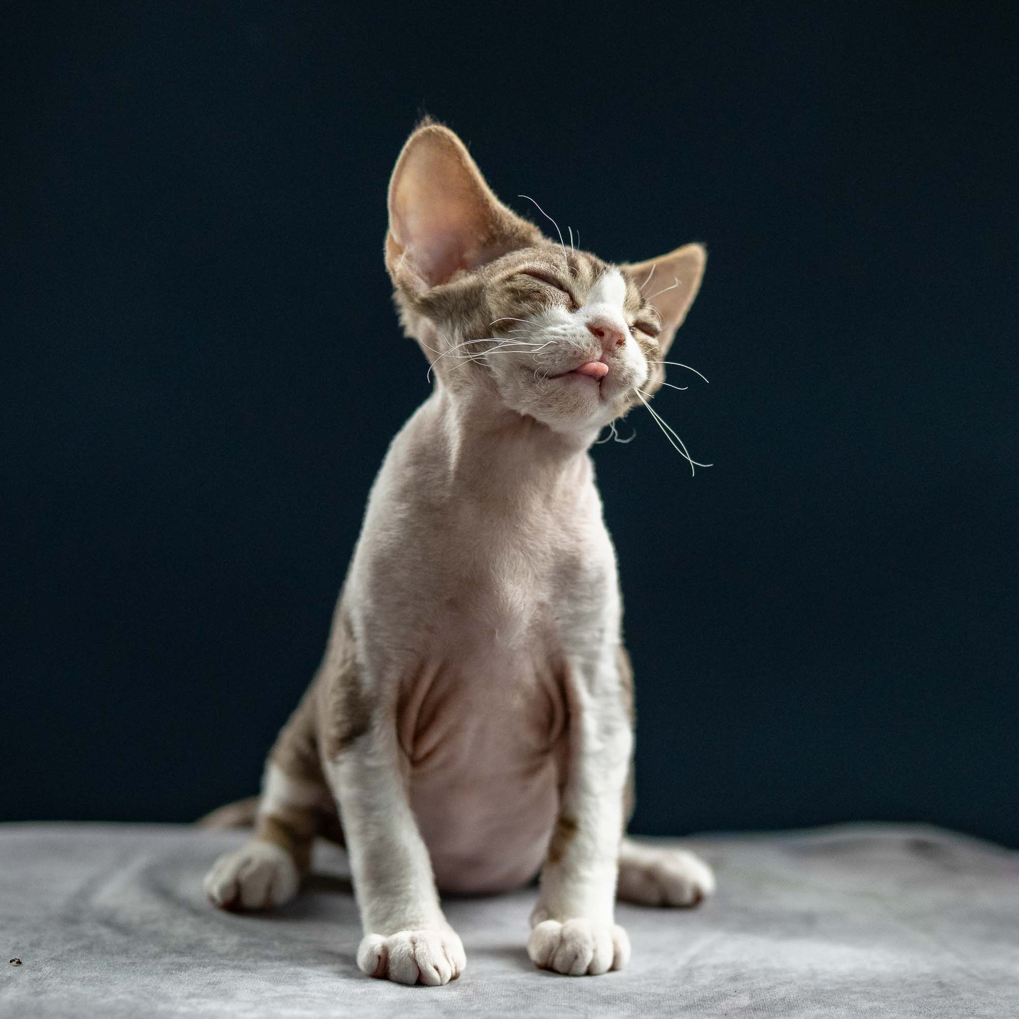 Hugo, boy, born 04.20.25. Devon Rex Pixie Cattery