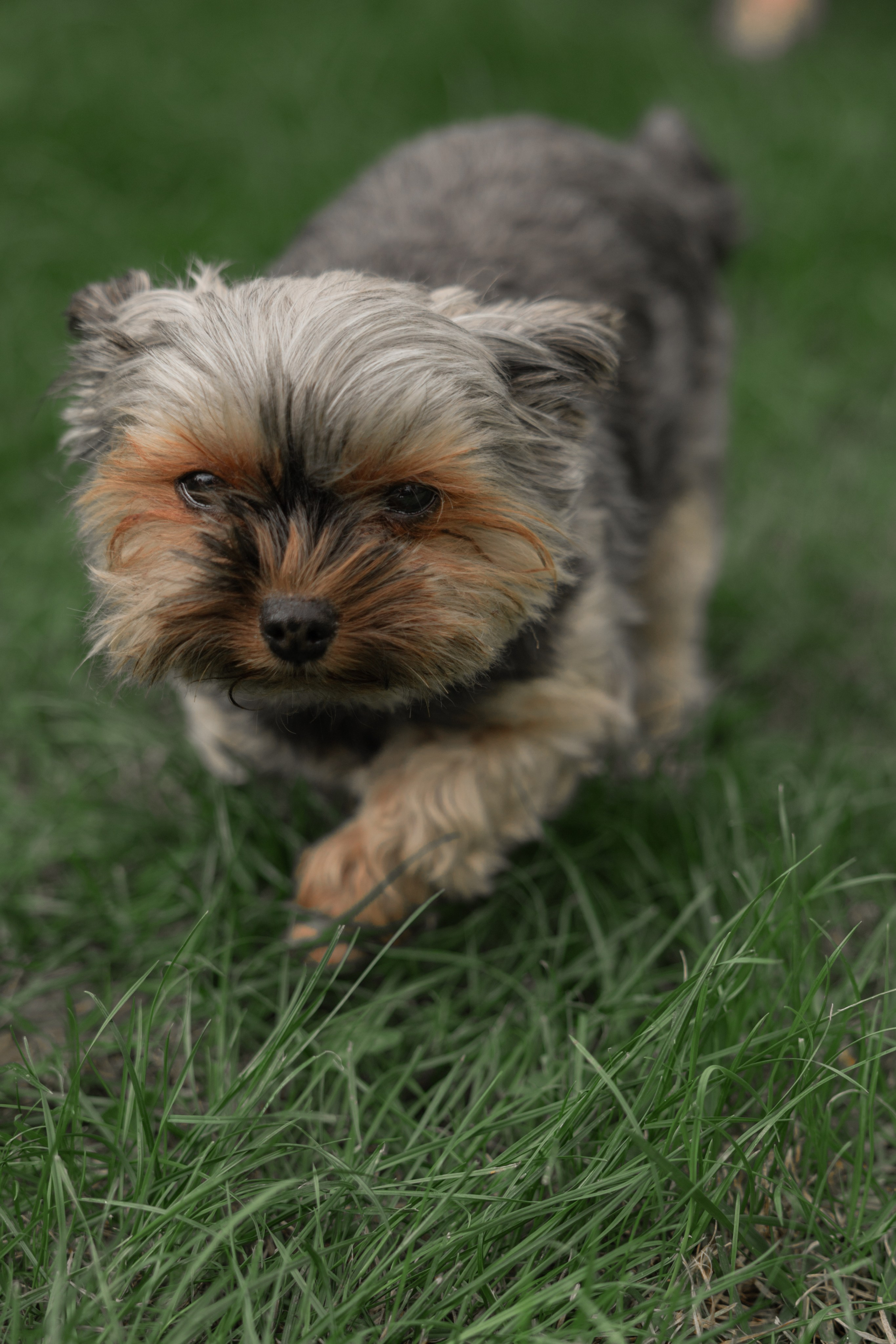 Vladimir&Marine | Paris. Wedding Photographer Paris|Franta