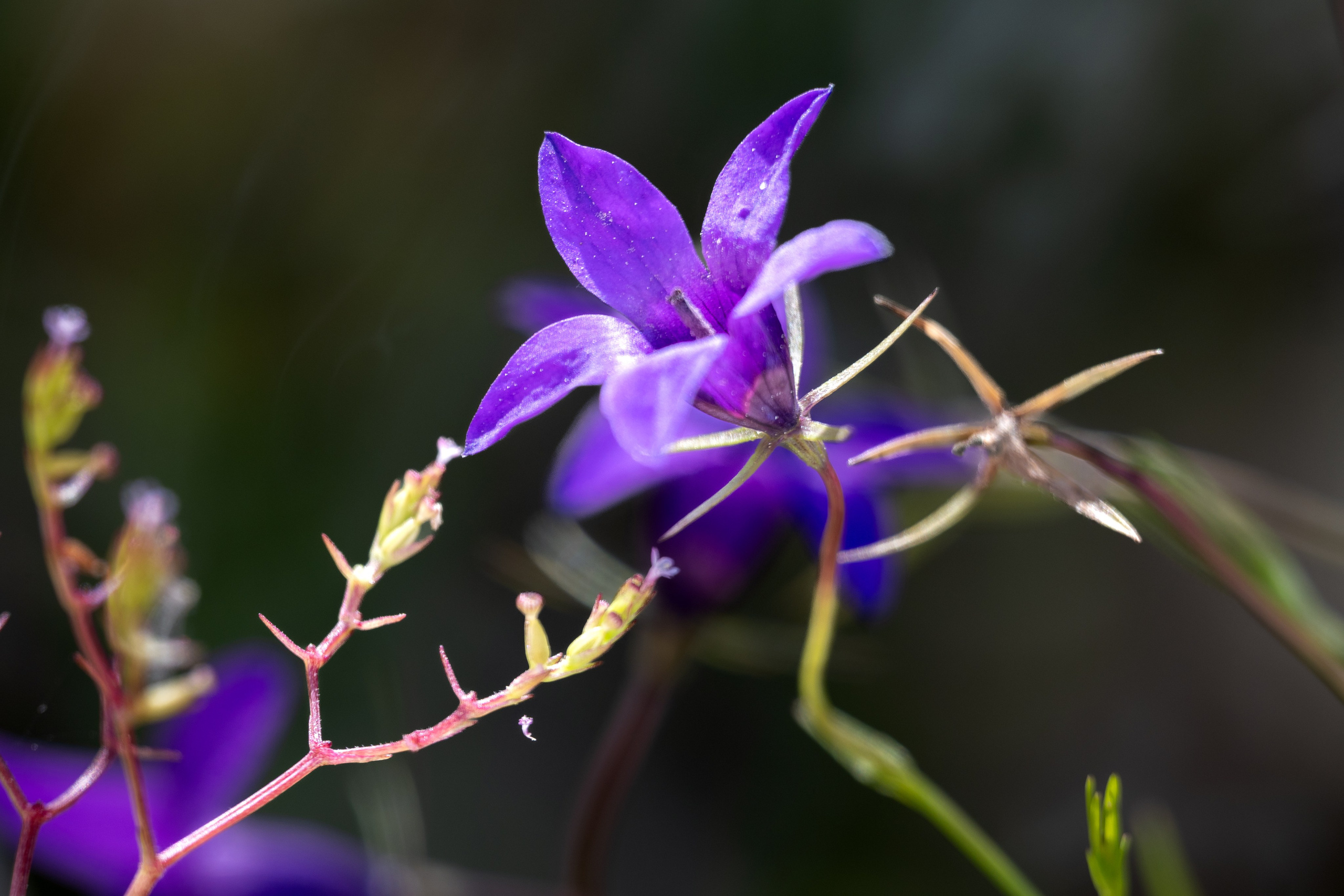 Macro Photography. Prime_Frame_Studio