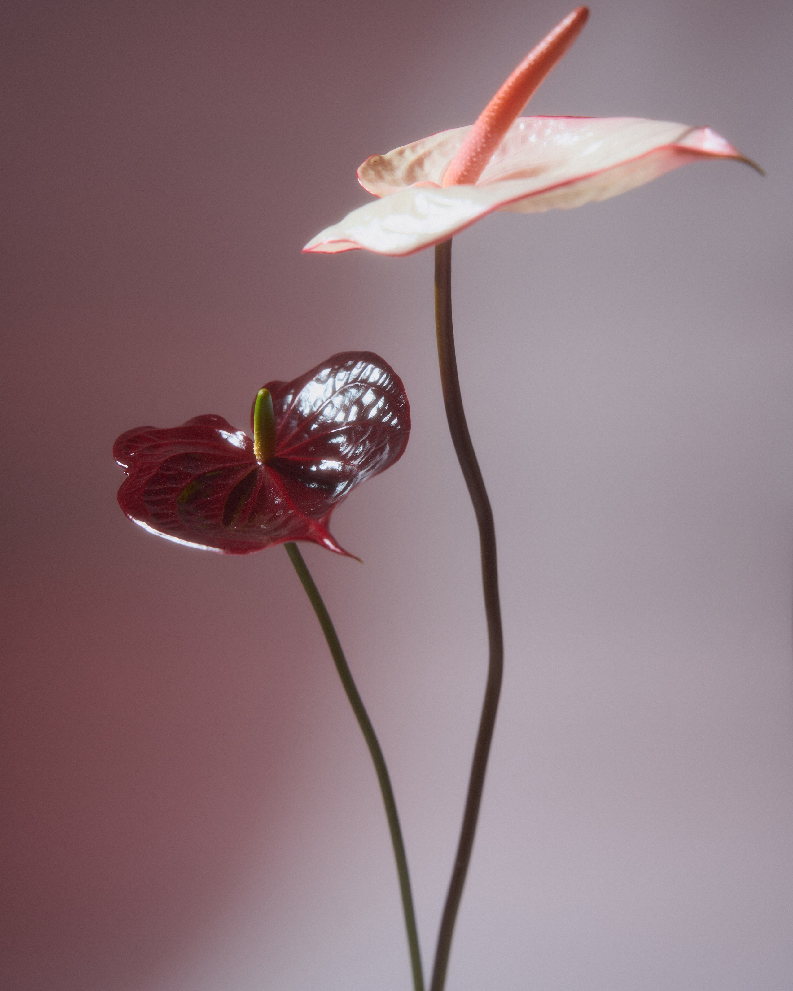 Flowers. Your creative photographer and professional retoucher
