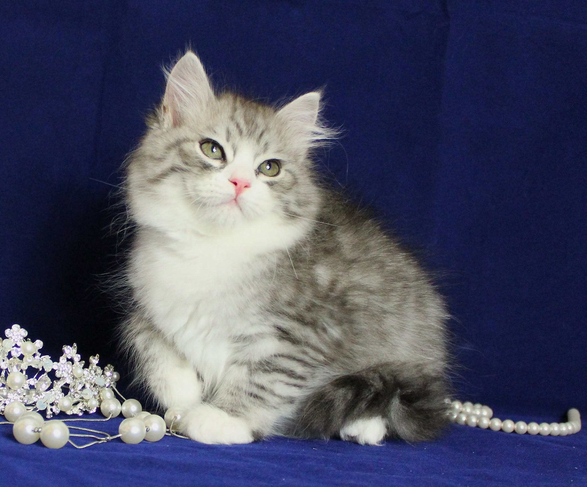Katzen | Females. SIBERIALIS: Katzenzucht von Sibirischen und Neva Masquarade Katzen