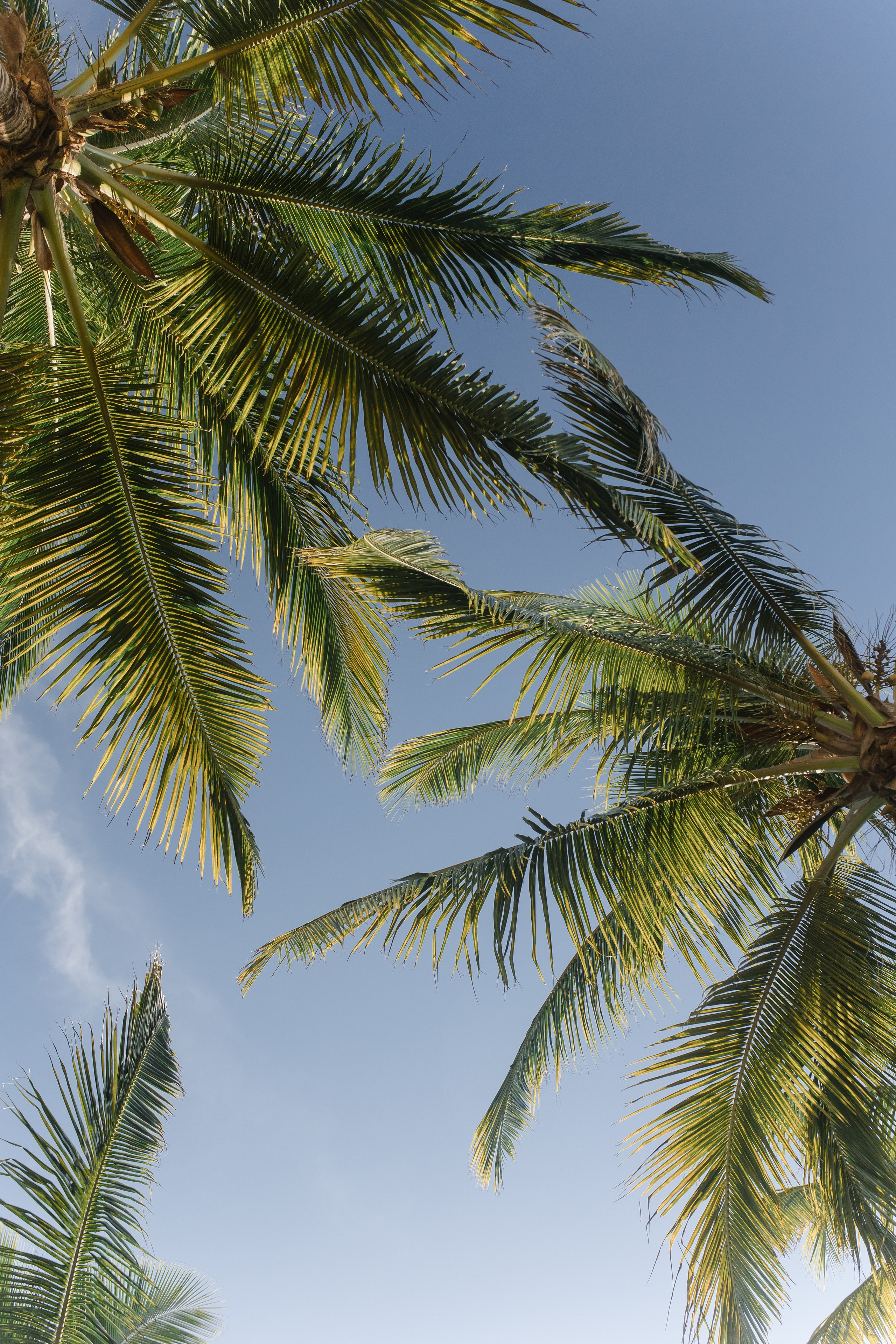 Tietire Estate. Wedding photographer Mexico Sayulita Puerto Vallarta Punta Mita Cabo