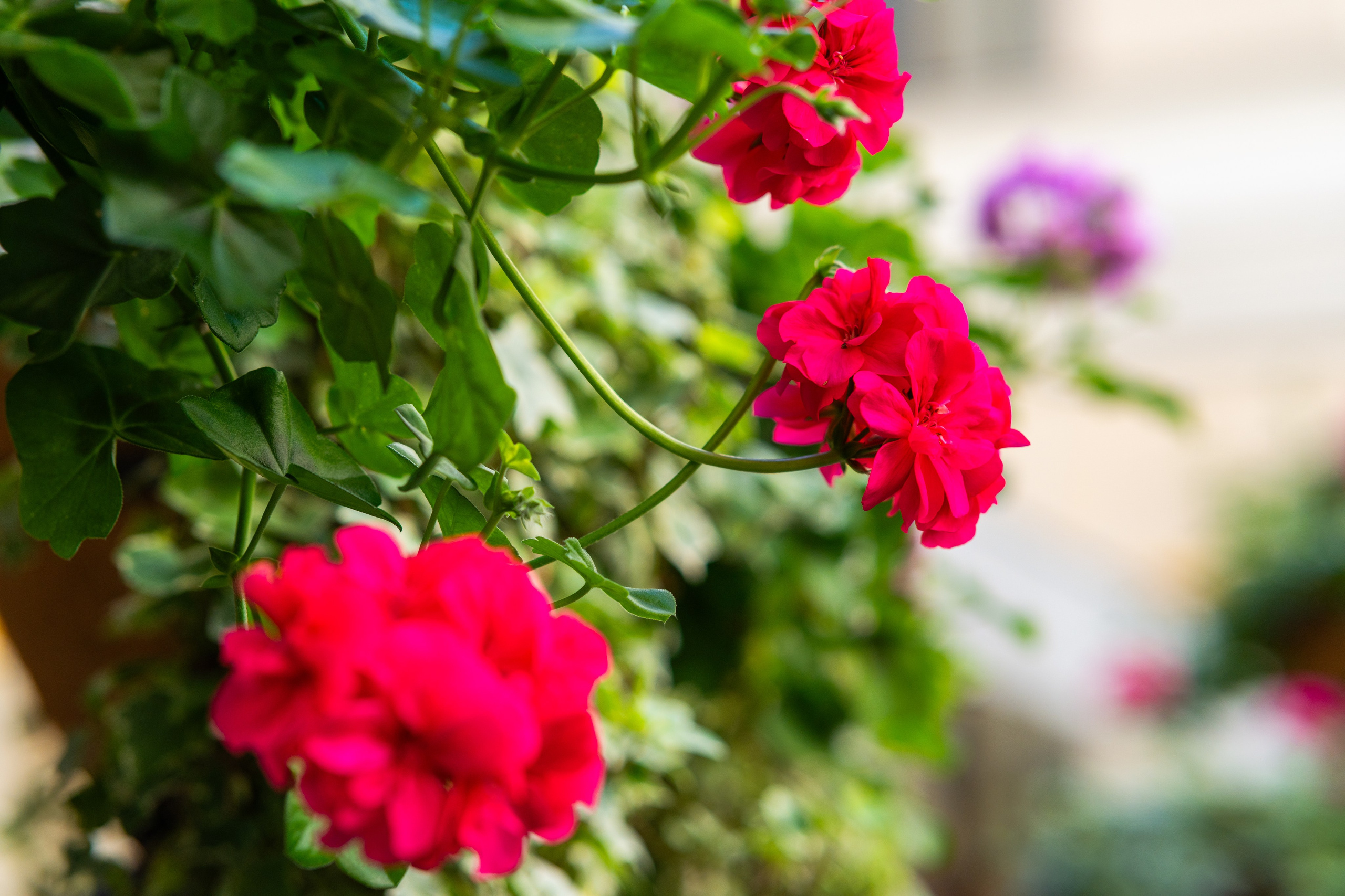 Отель «Мария»