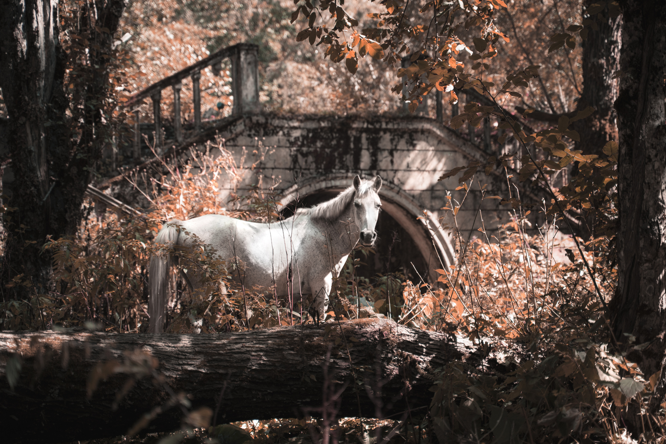 Abhazia | Ritsa Lake