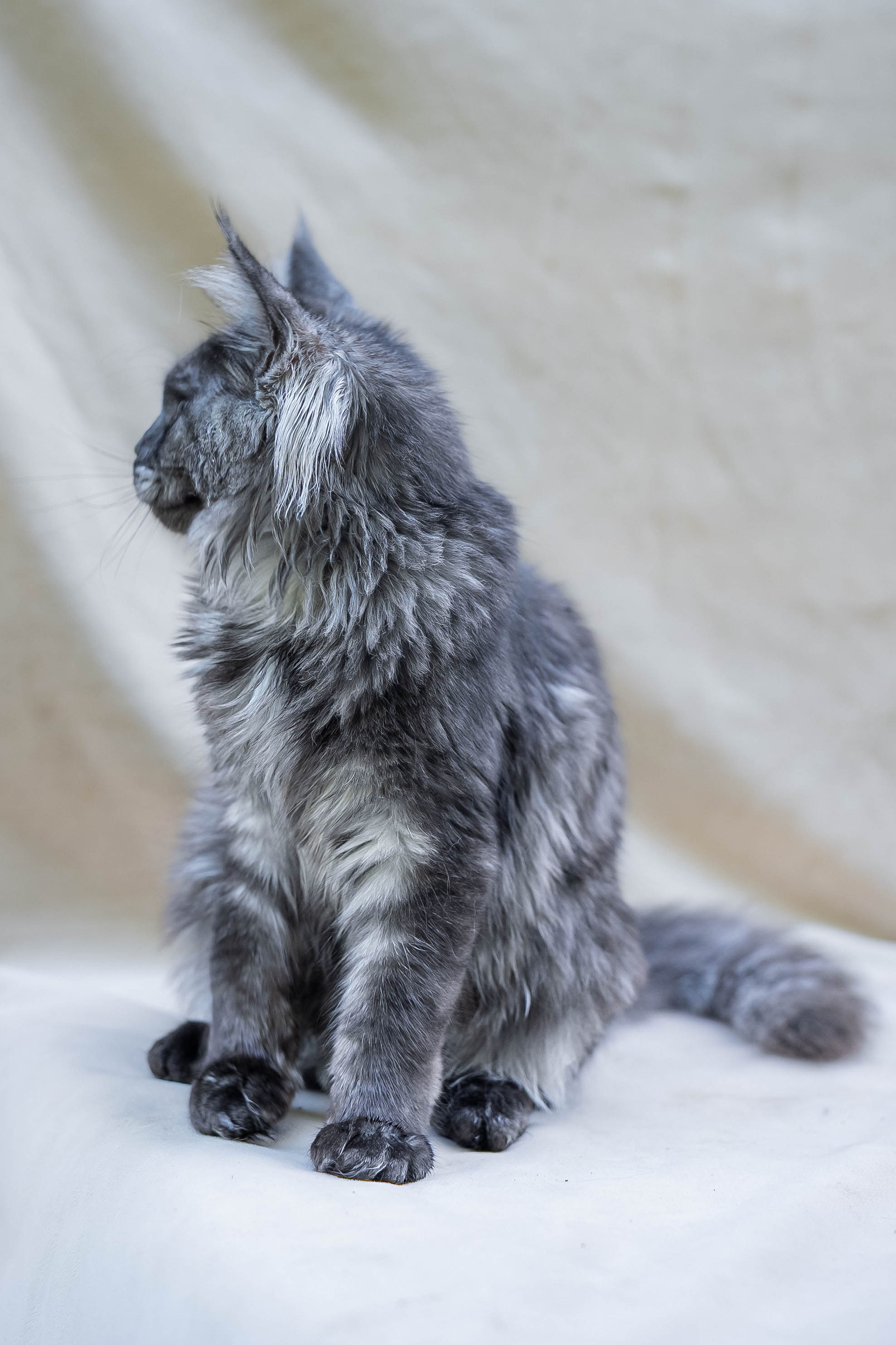 Senator Luna. Senator Cat — Maine Coon cattery