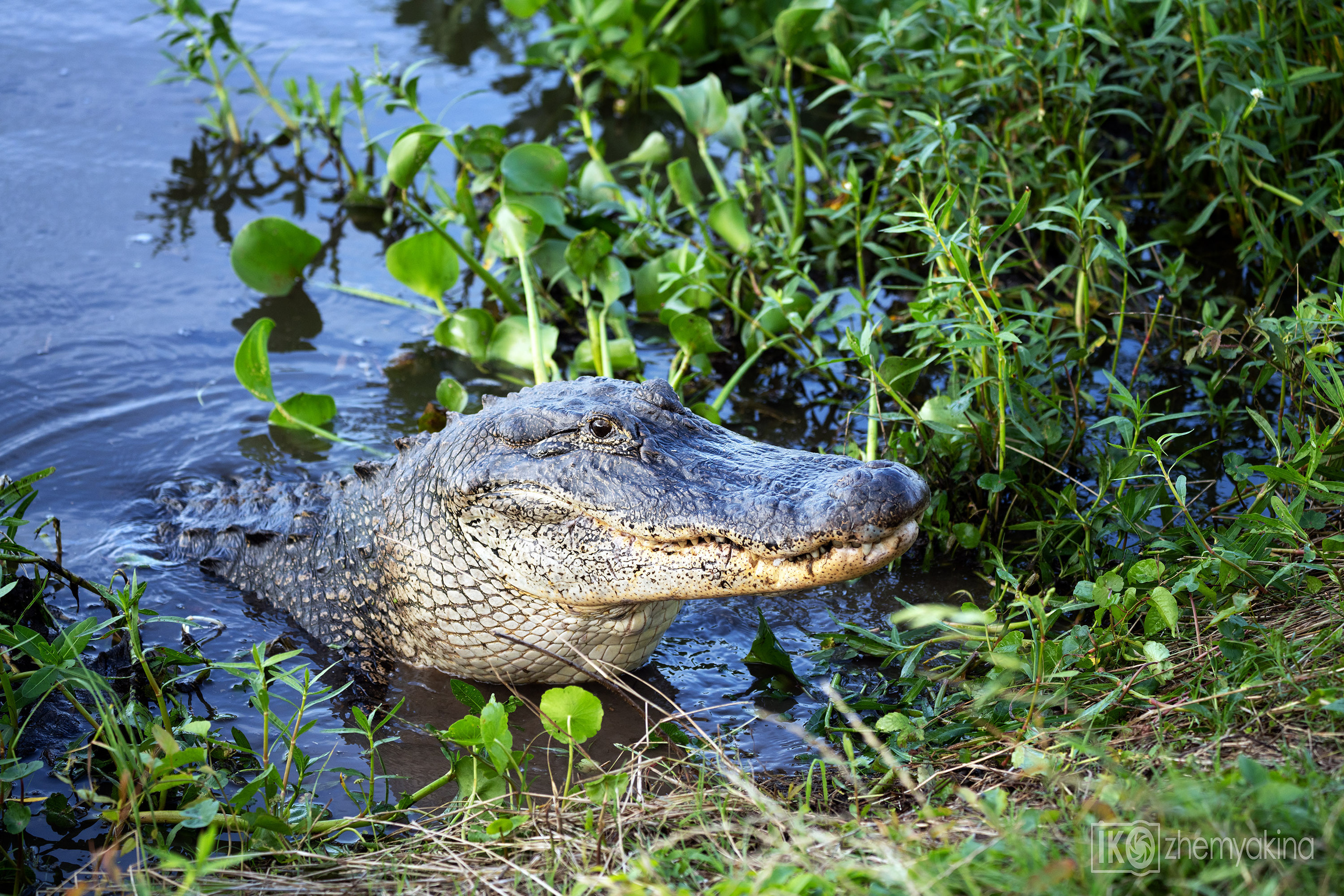 Brazos Bend State Park — Texas Parks and Wildlife. Photographer Irina Kozhemyakina. Houston