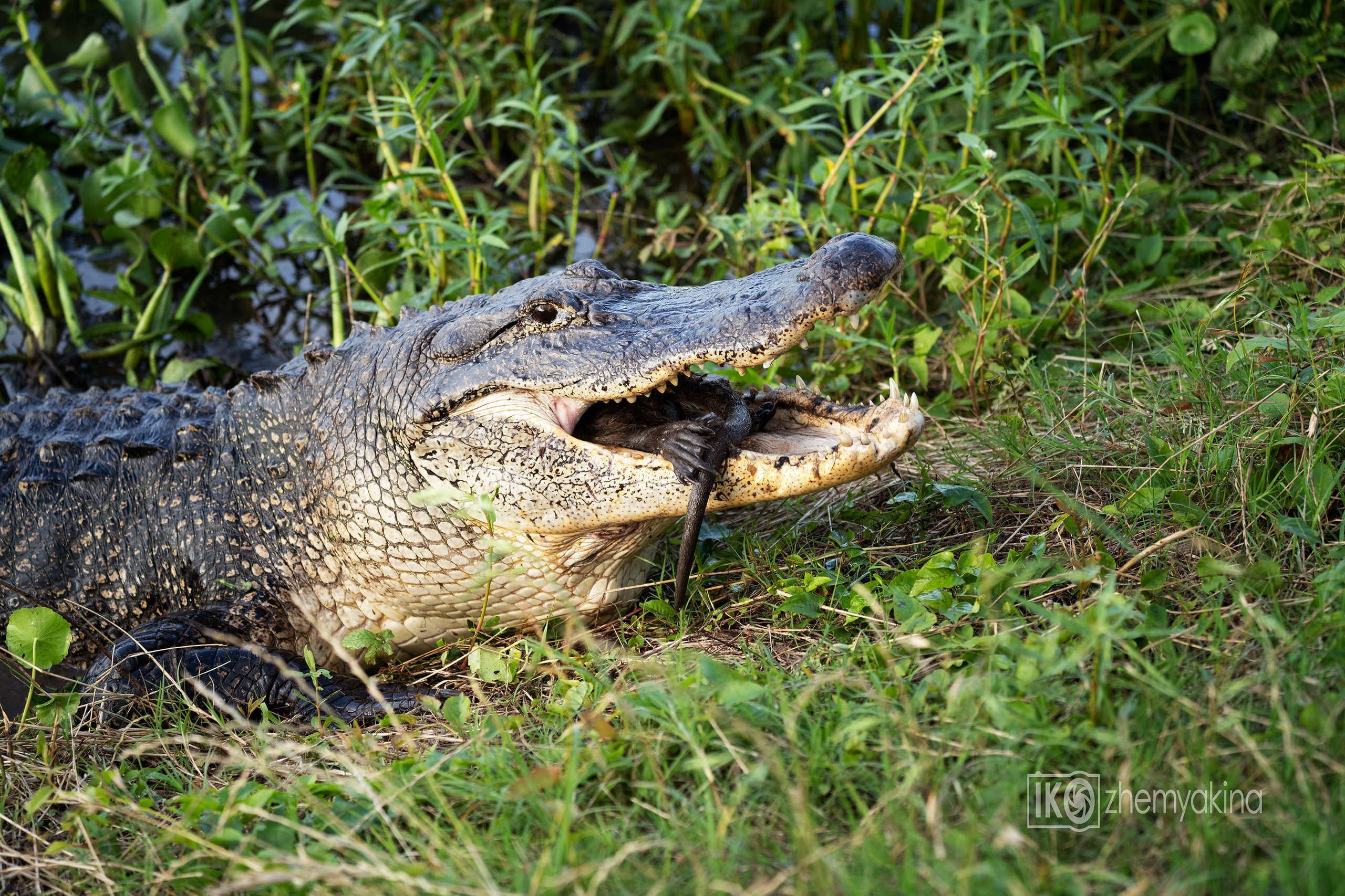 Brazos Bend State Park — Texas Parks and Wildlife. Photographer Irina Kozhemyakina. Houston