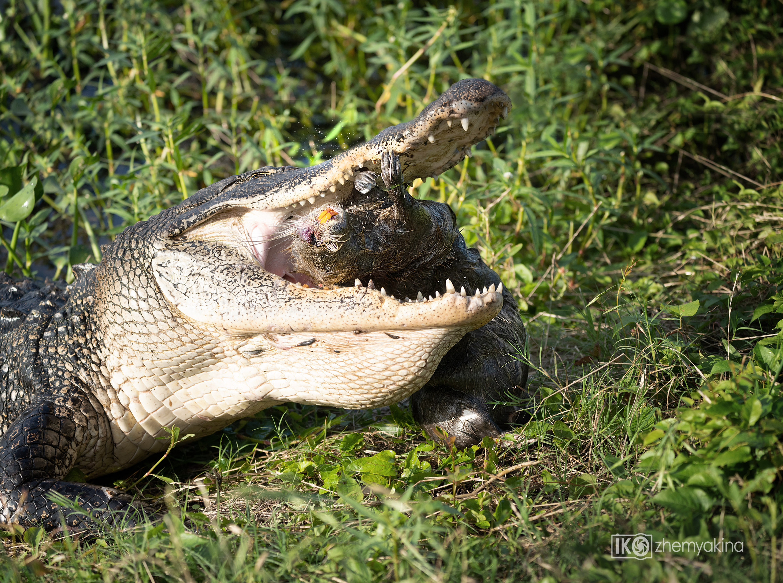 Brazos Bend State Park — Texas Parks and Wildlife. Photographer Irina Kozhemyakina. Houston