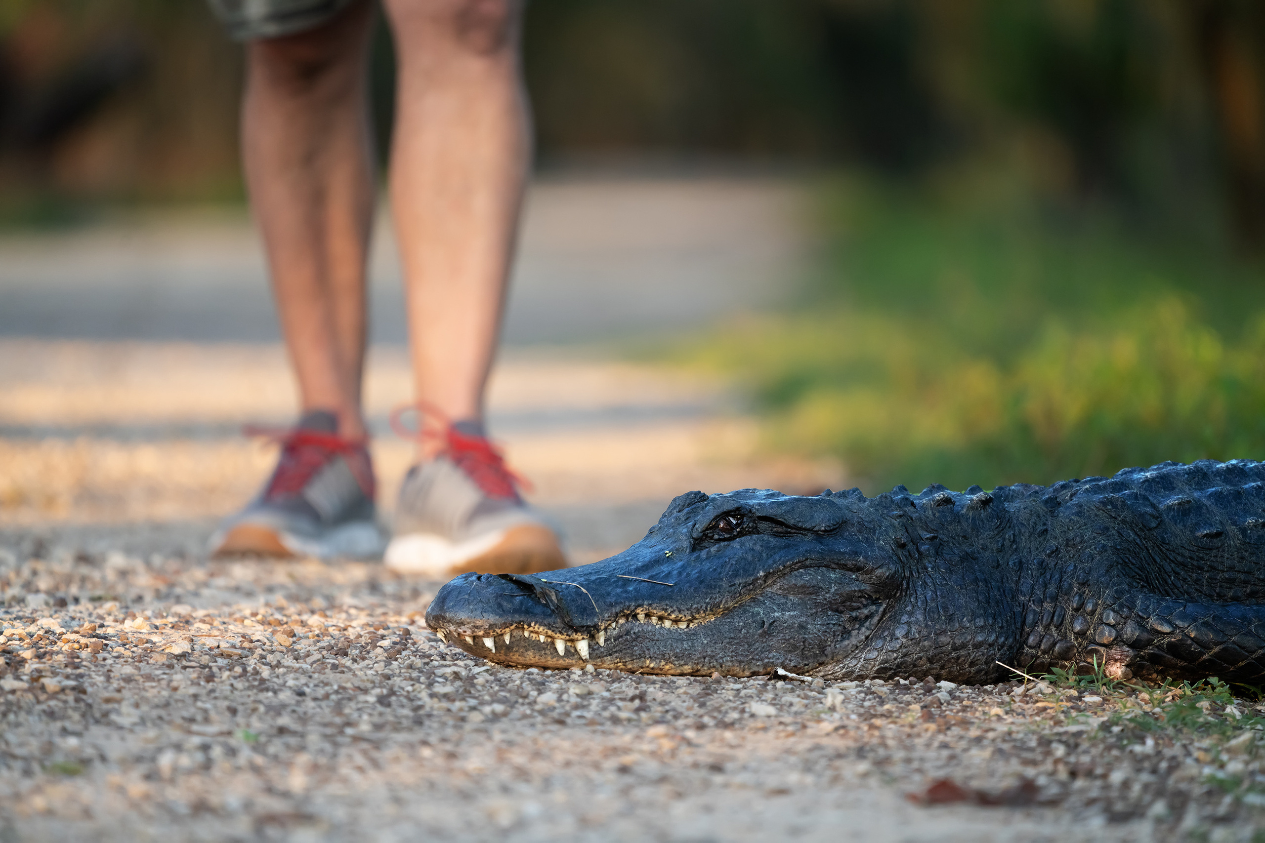 Brazos Bend State Park — Texas Parks and Wildlife. Photographer Irina Kozhemyakina. Houston