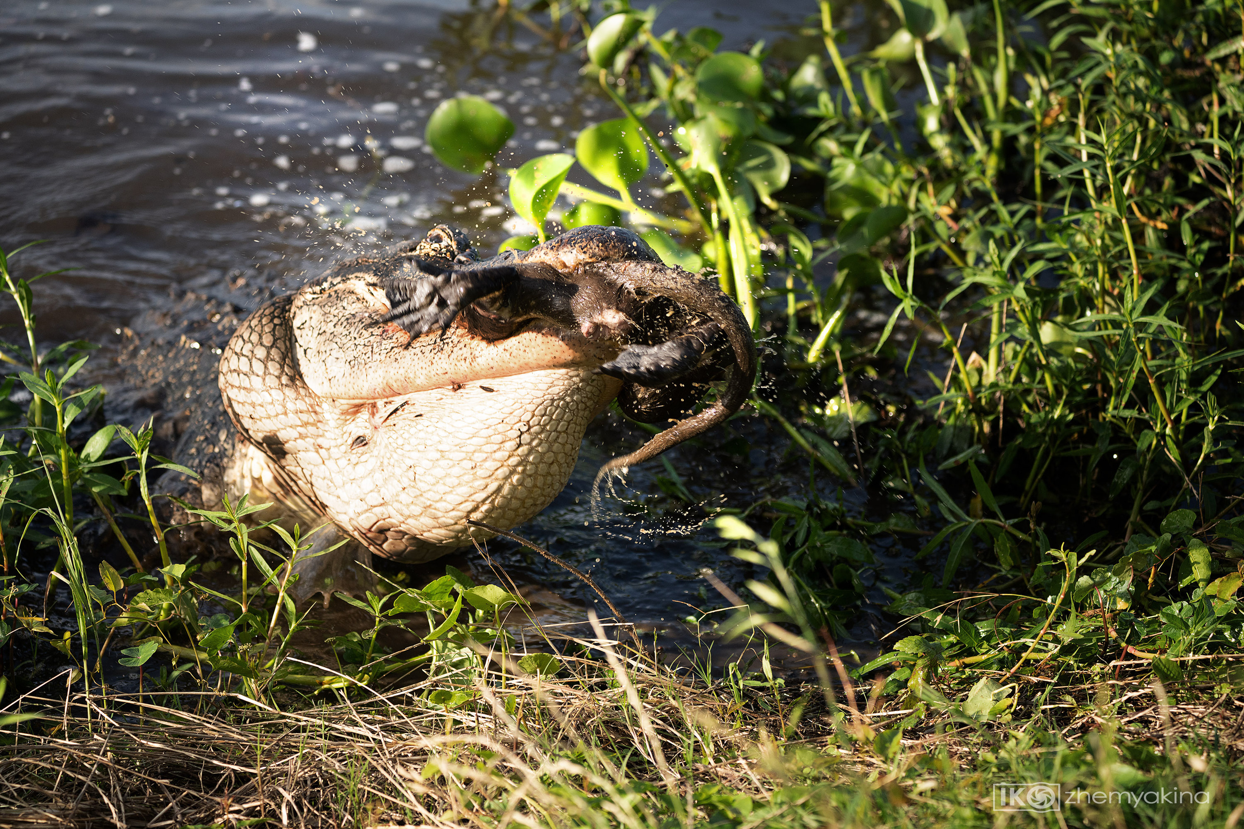 Brazos Bend State Park — Texas Parks and Wildlife. Photographer Irina Kozhemyakina. Houston
