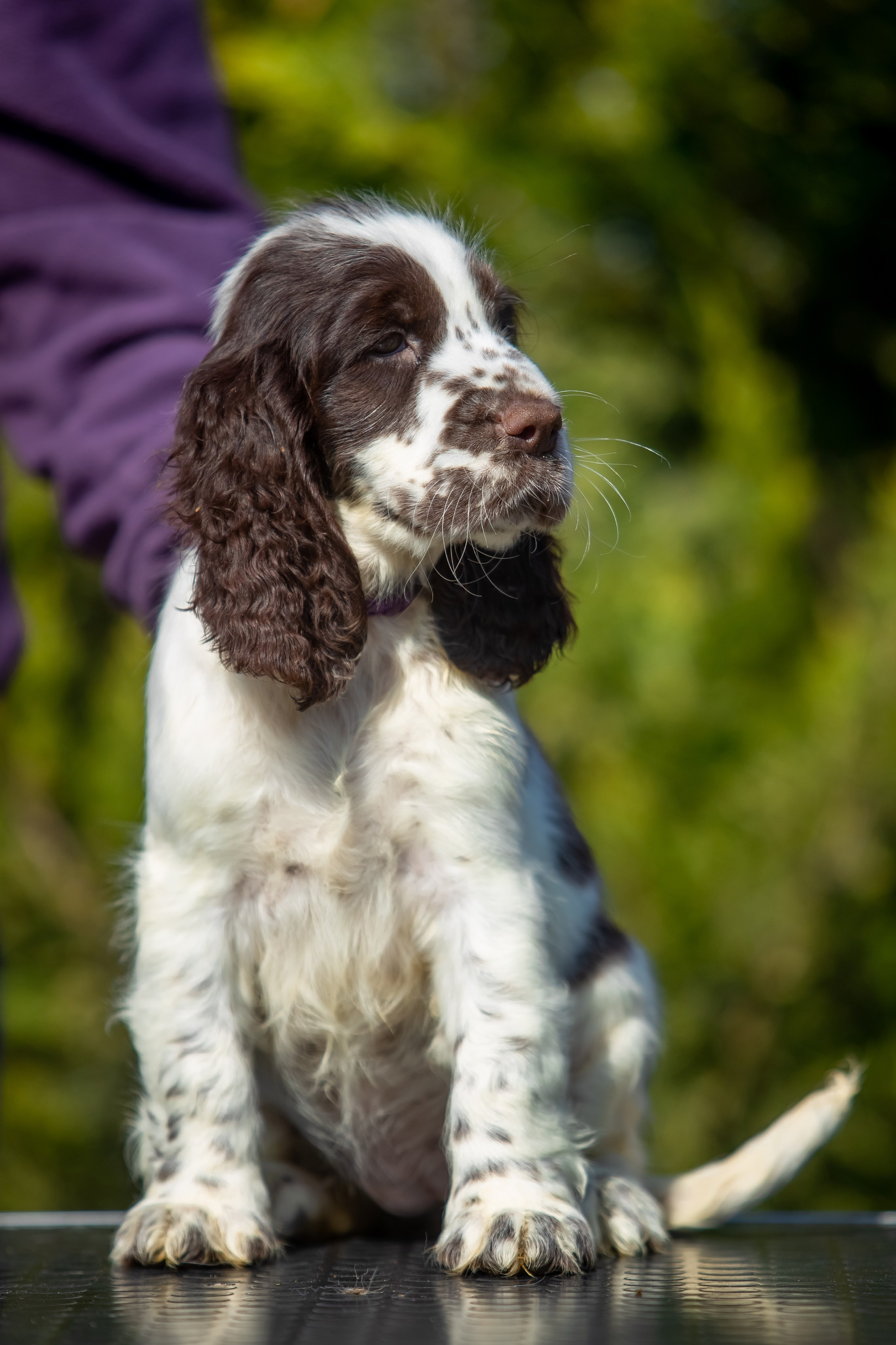 Female — Purple collar💜. Website of the titled stud dog of the Springer Spaniel breed