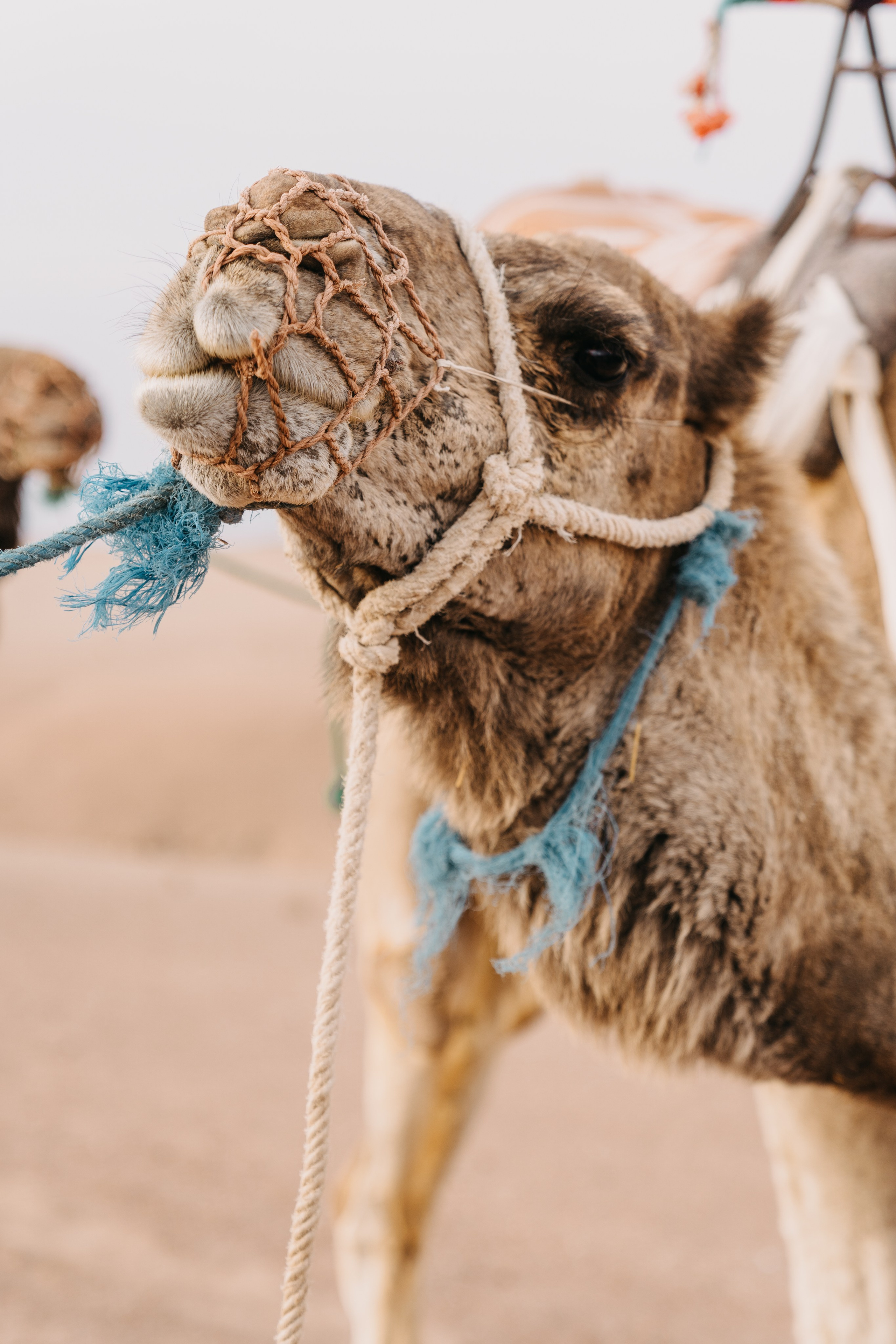 Desert Love. Wedding Photography in Germany, Morocco and Worldwide by Rissy