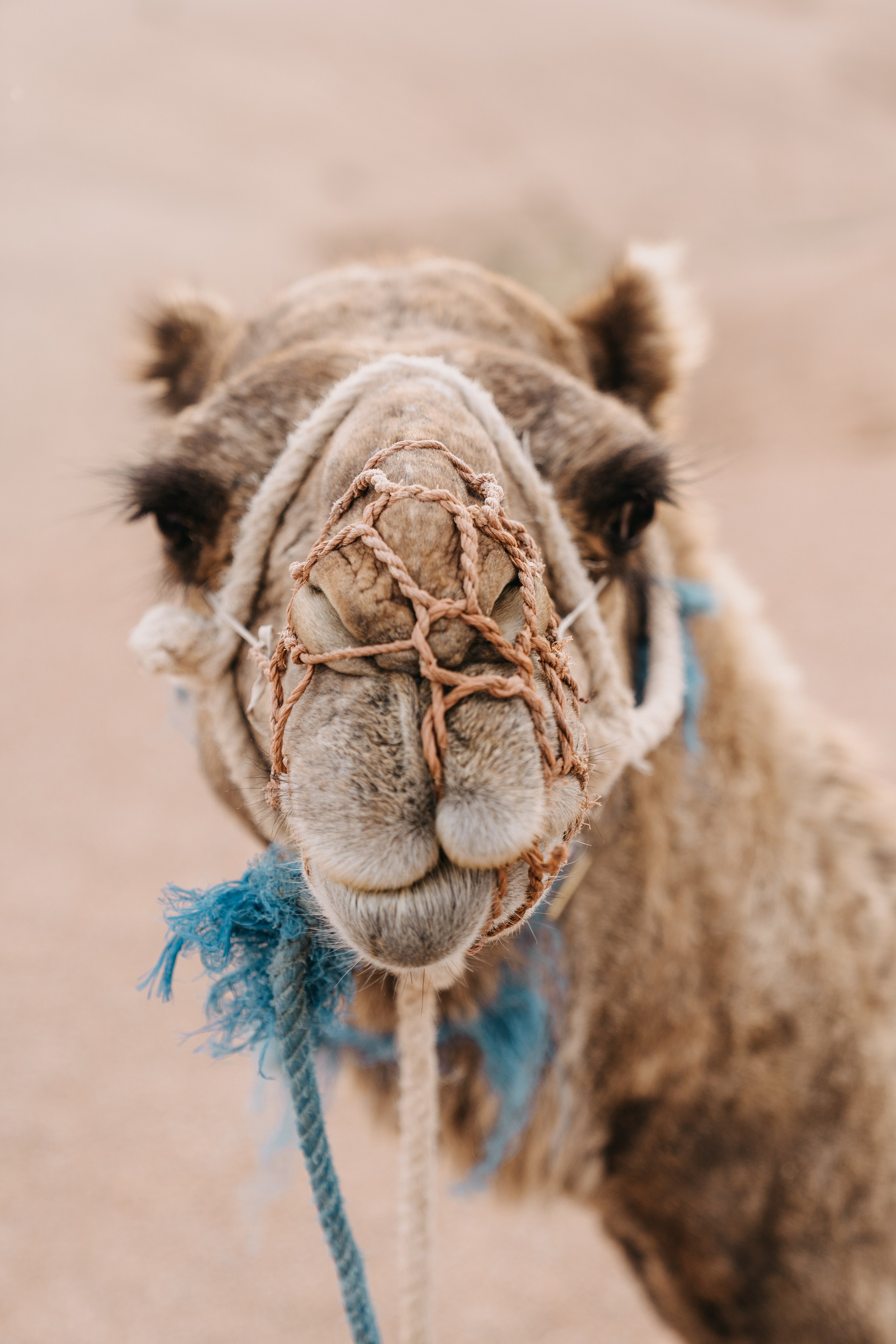 Desert Love. Wedding Photography in Germany, Morocco and Worldwide by Rissy