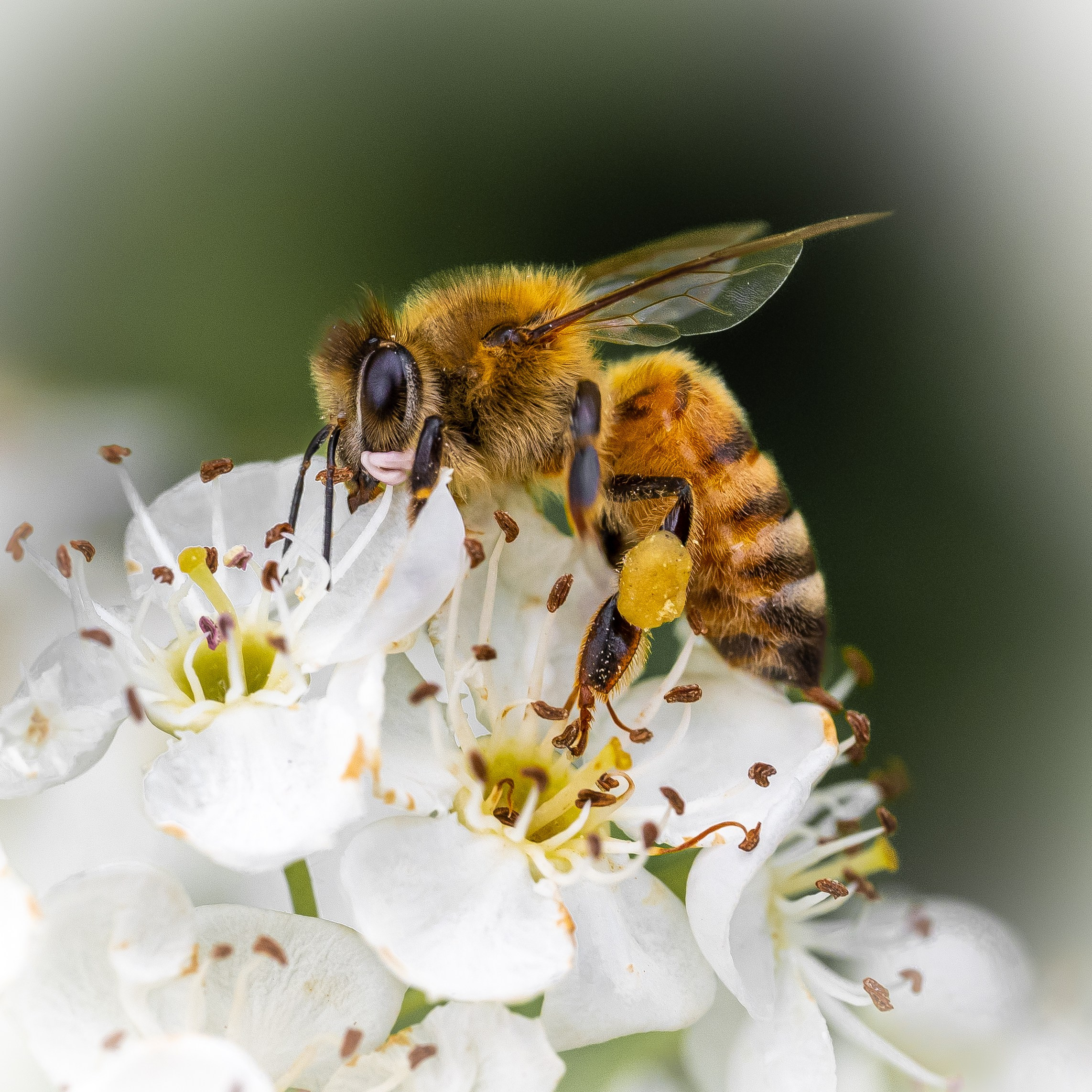 Apicultura Bergadano. “Gianmaria Coscia fotografo per passione”