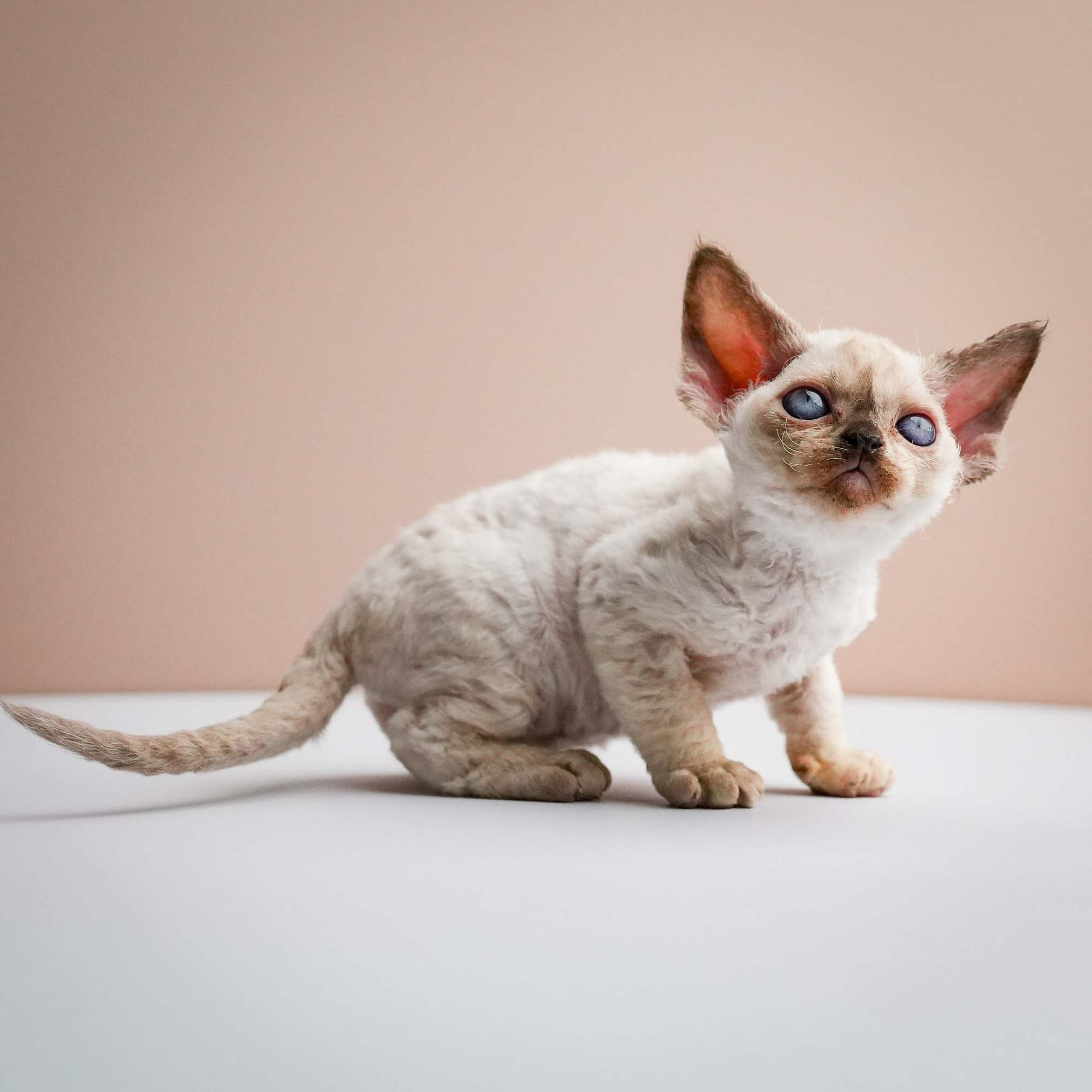Fuji’s kittens, Devon Rex. Photographer Irina Kozhemyakina. Houston