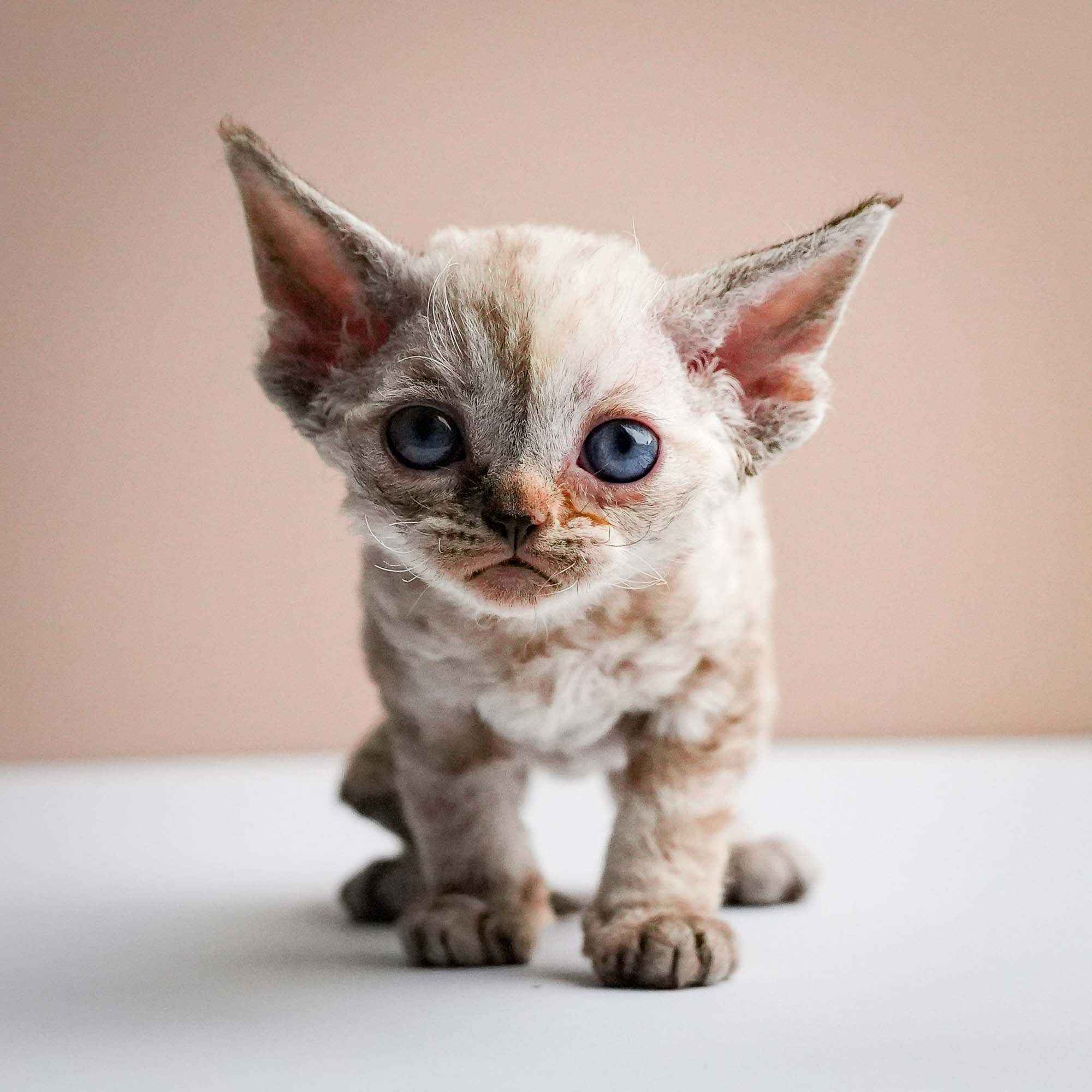 Fuji’s kittens, Devon Rex. Photographer Irina Kozhemyakina. Houston