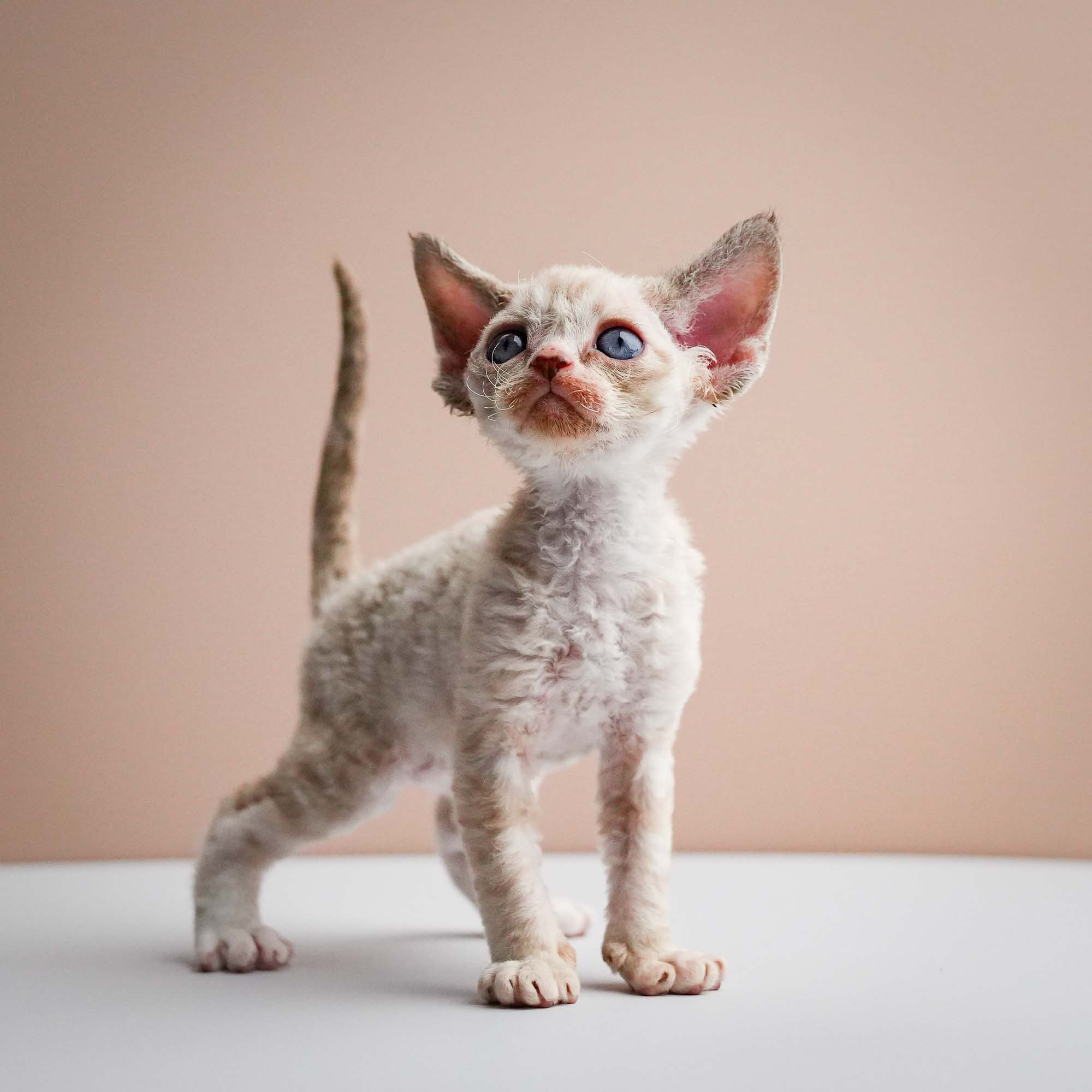 Fuji’s kittens, Devon Rex. Photographer Irina Kozhemyakina. Houston