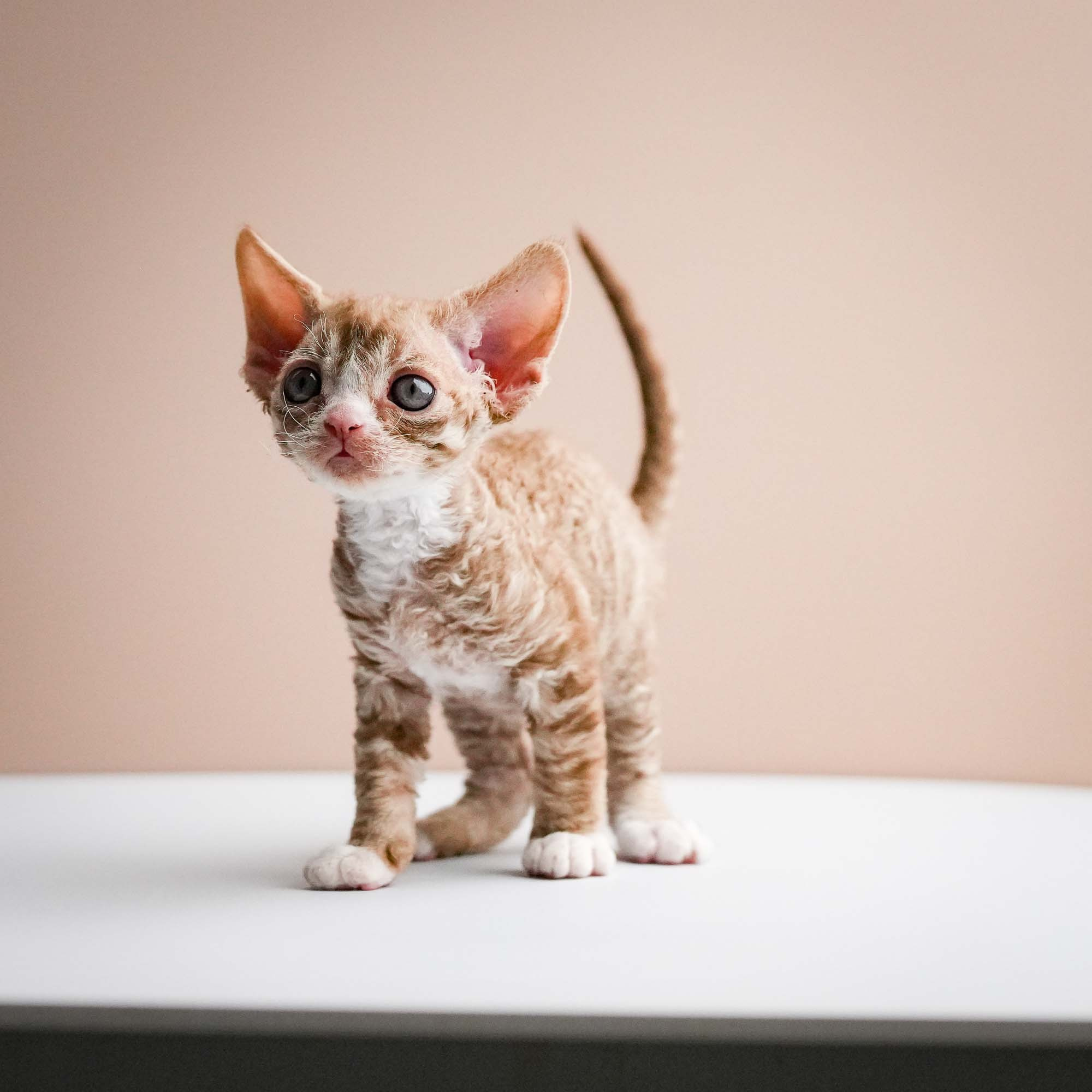 Fuji’s kittens, Devon Rex. Photographer Irina Kozhemyakina. Houston