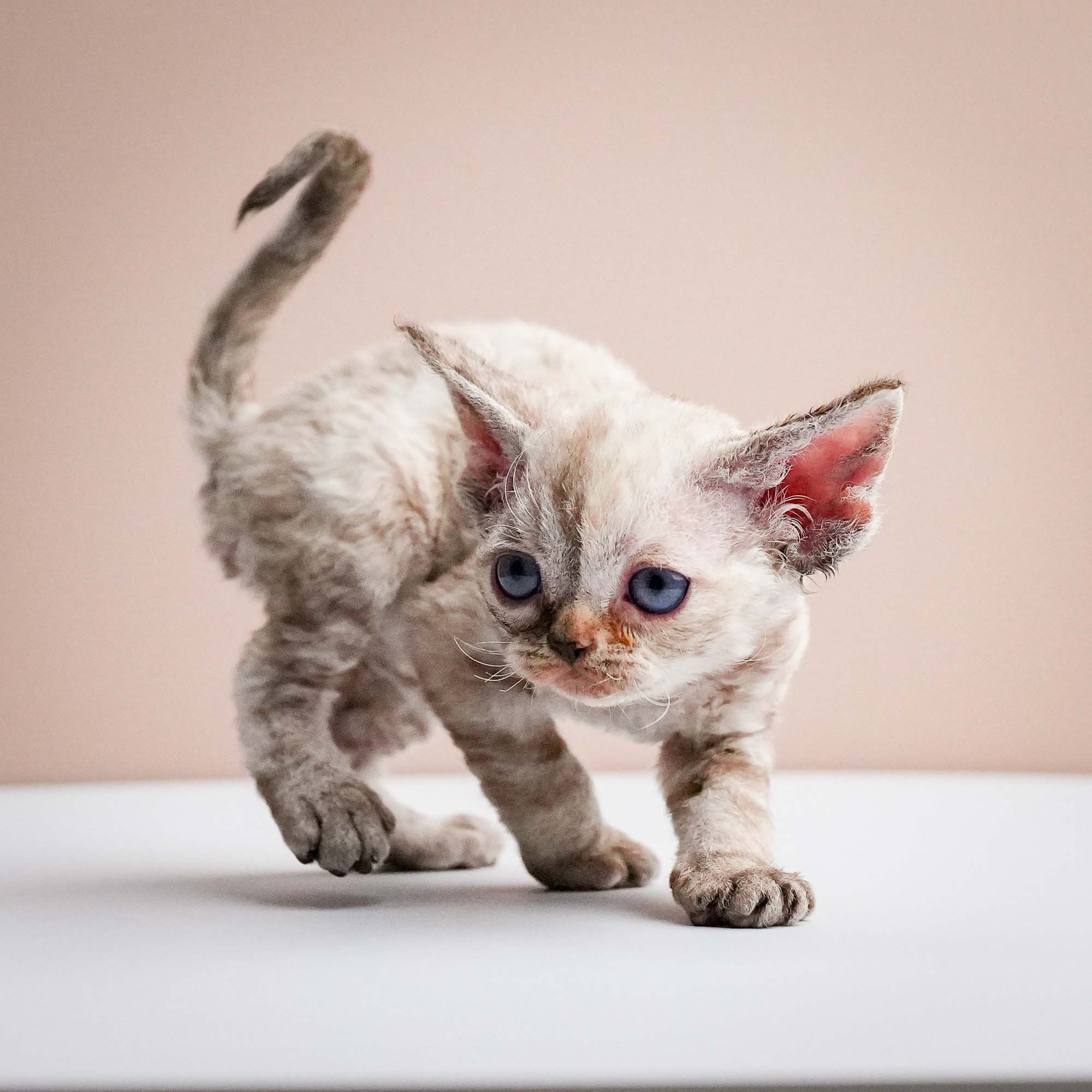 Fuji’s kittens, Devon Rex. Photographer Irina Kozhemyakina. Houston