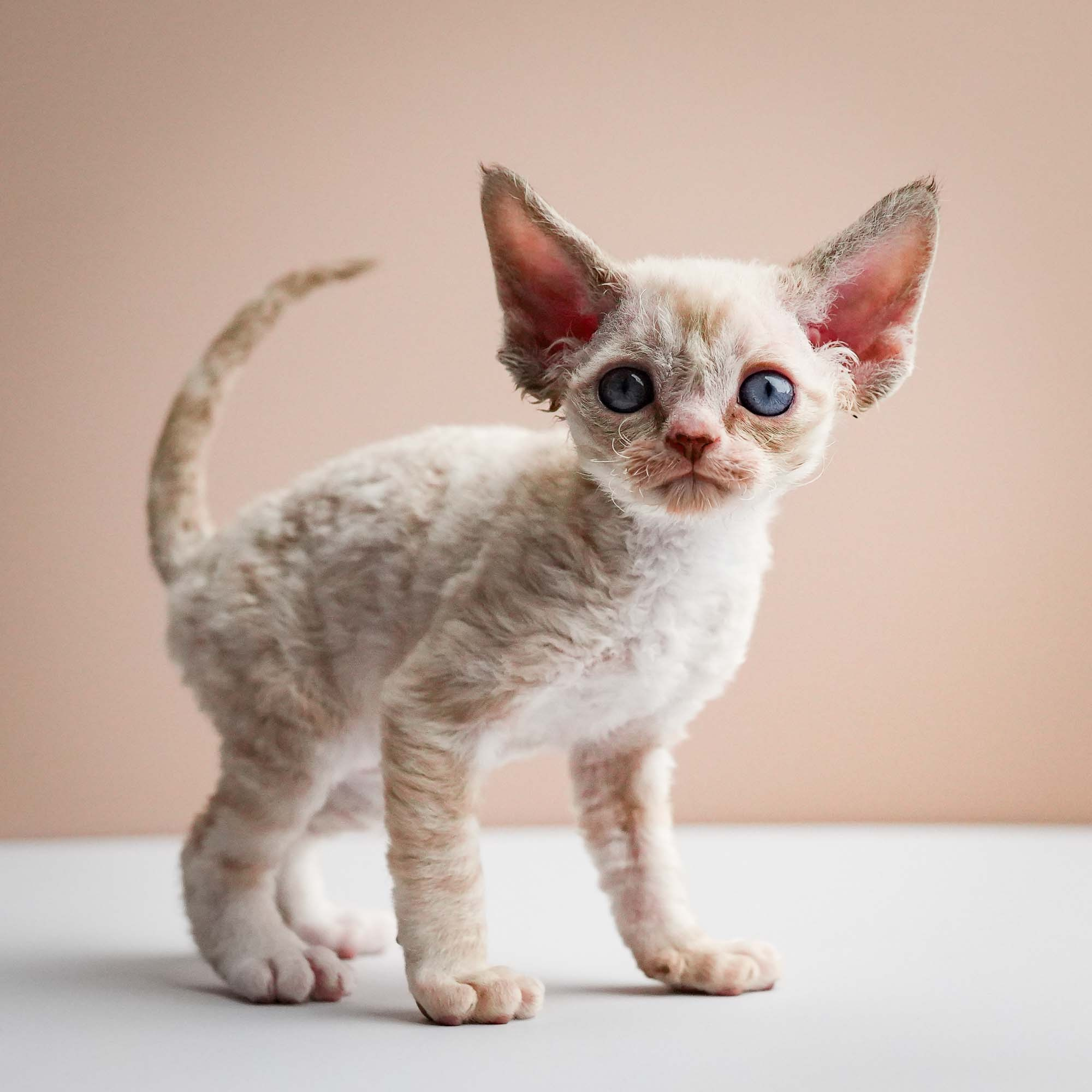 Fuji’s kittens, Devon Rex. Photographer Irina Kozhemyakina. Houston