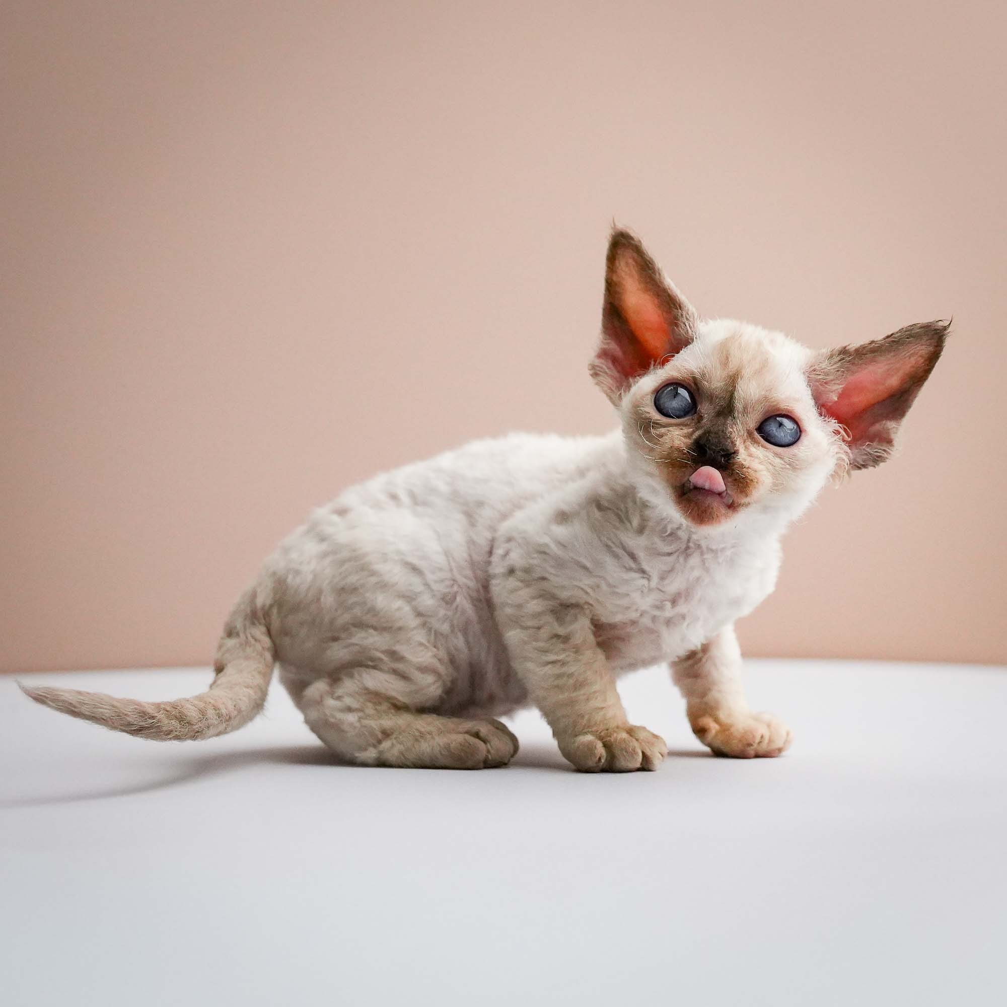 Fuji’s kittens, Devon Rex. Photographer Irina Kozhemyakina. Houston