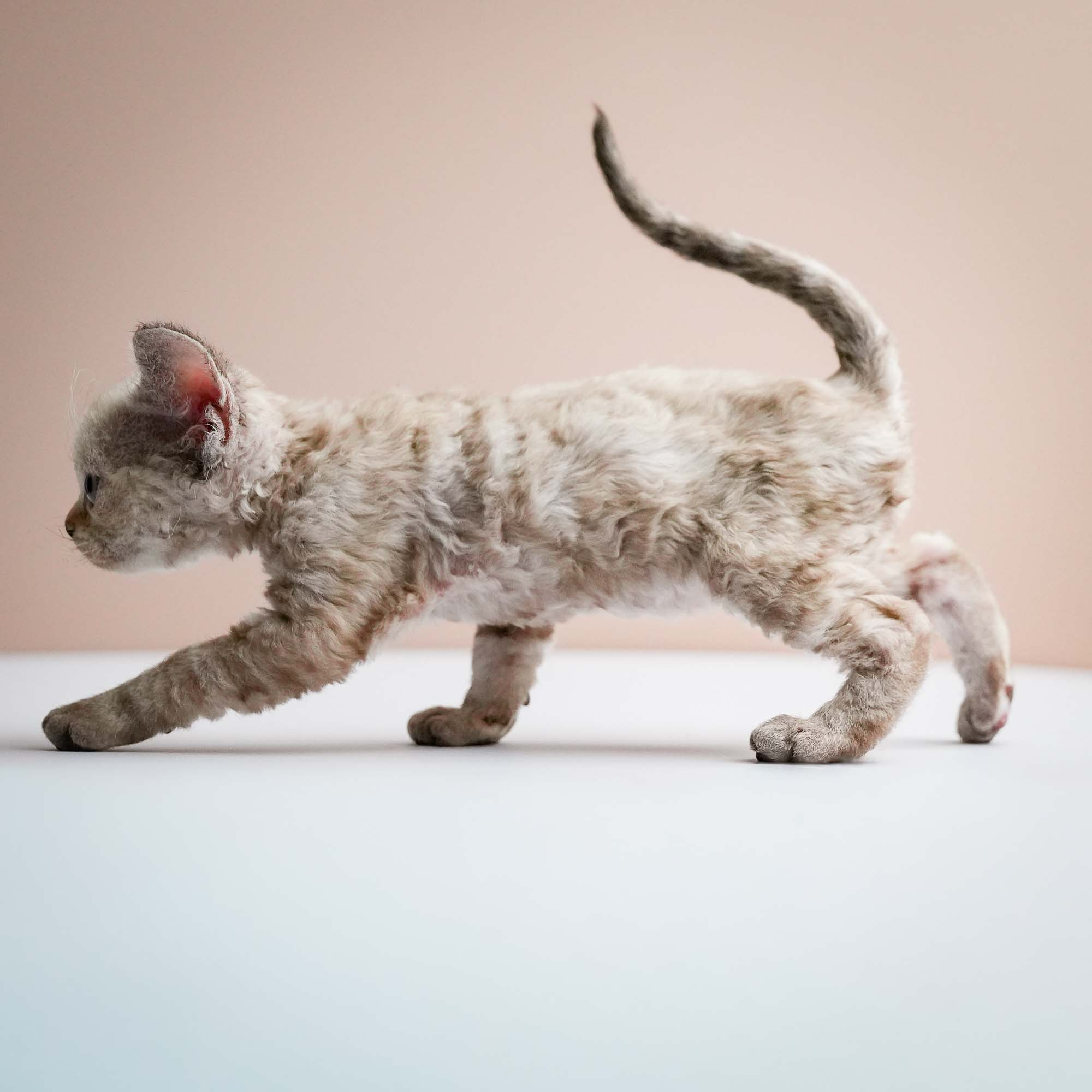 Fuji’s kittens, Devon Rex. Photographer Irina Kozhemyakina. Houston