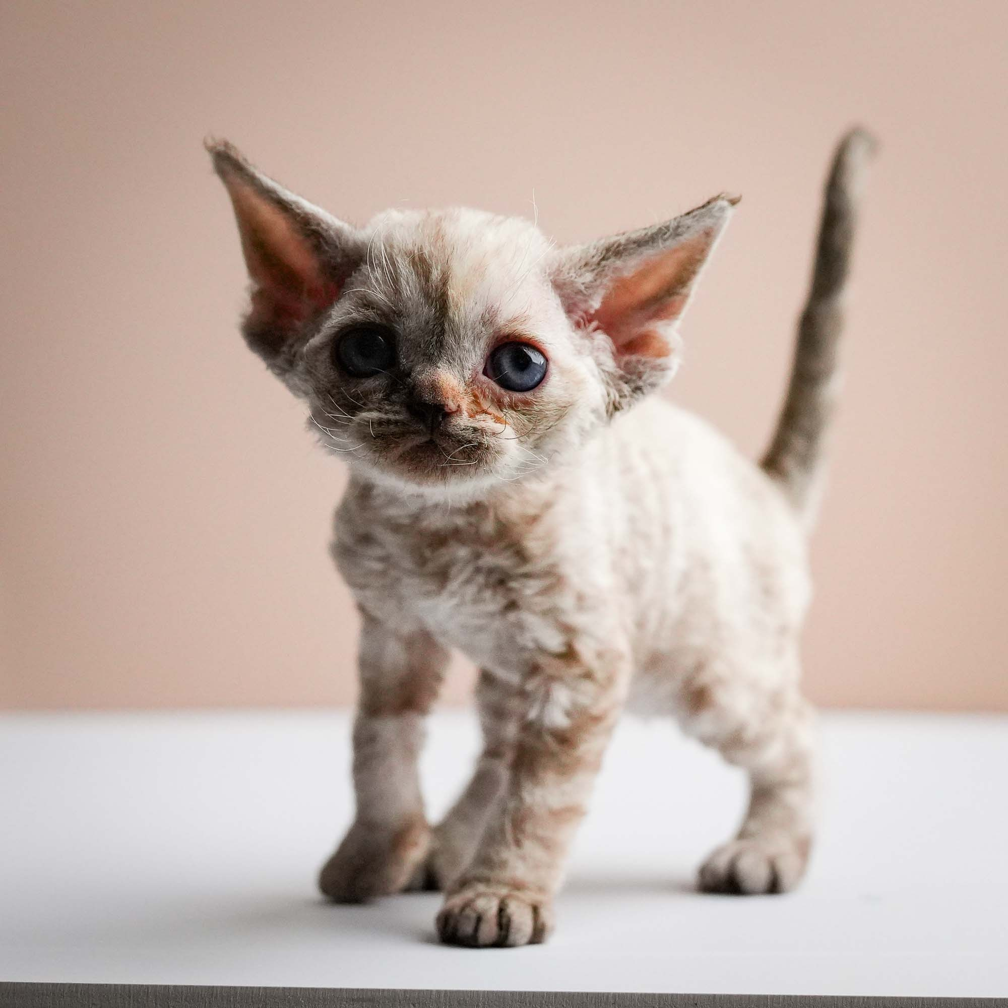 Fuji’s kittens, Devon Rex. Photographer Irina Kozhemyakina. Houston