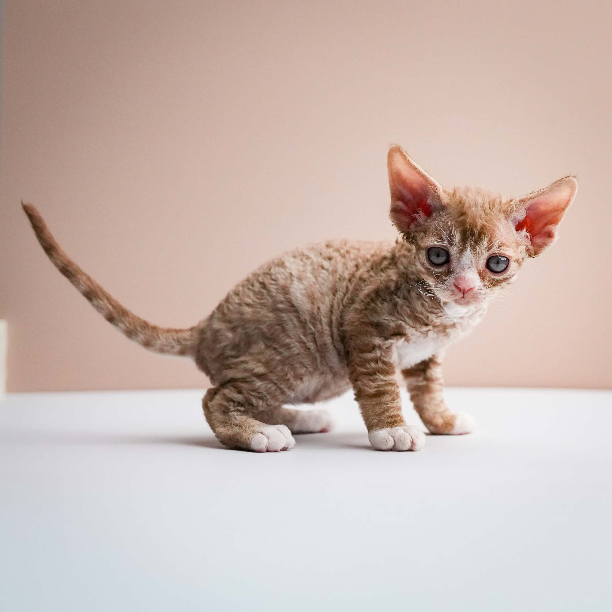 Fuji’s kittens, Devon Rex. Photographer Irina Kozhemyakina. Houston