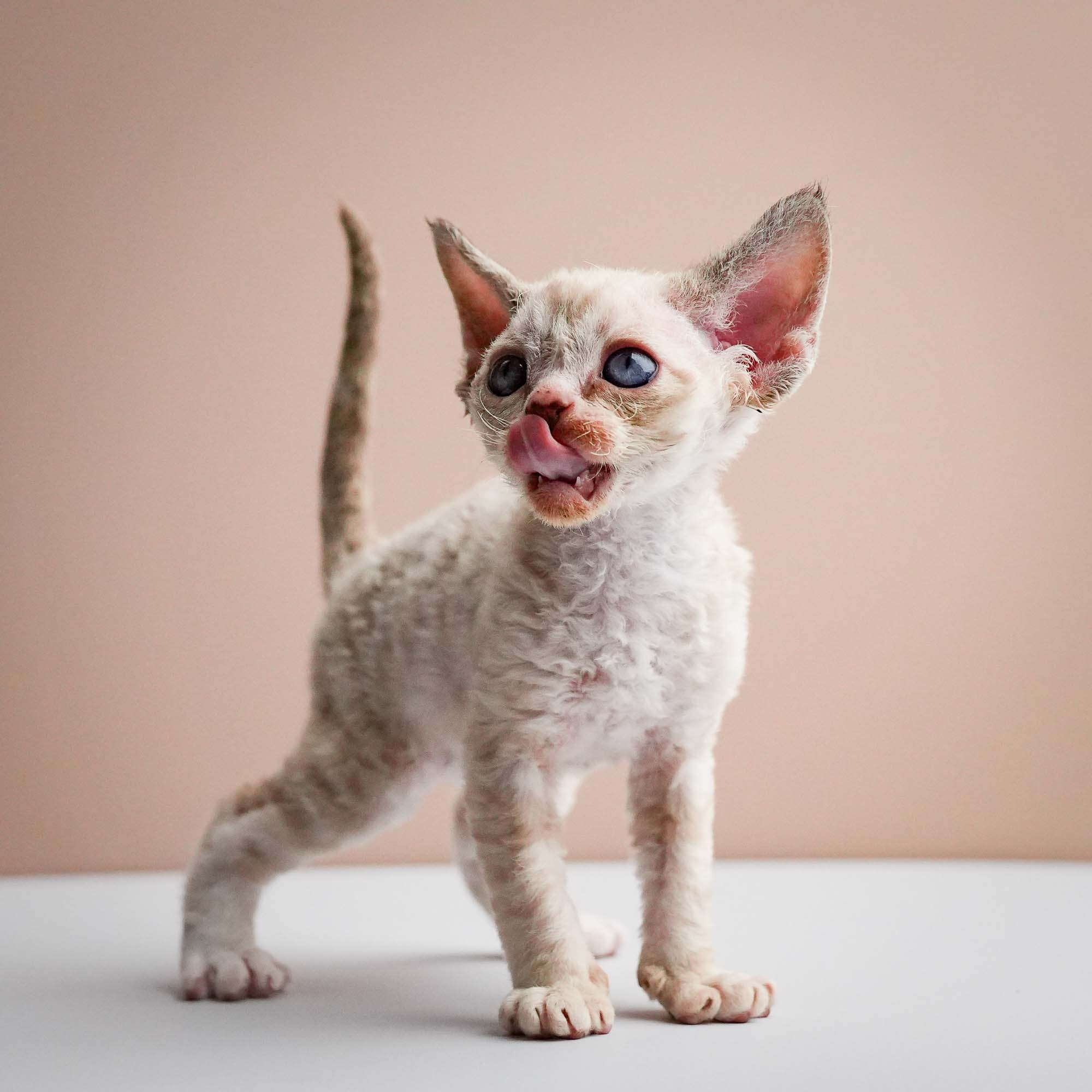 Fuji’s kittens, Devon Rex. Photographer Irina Kozhemyakina. Houston