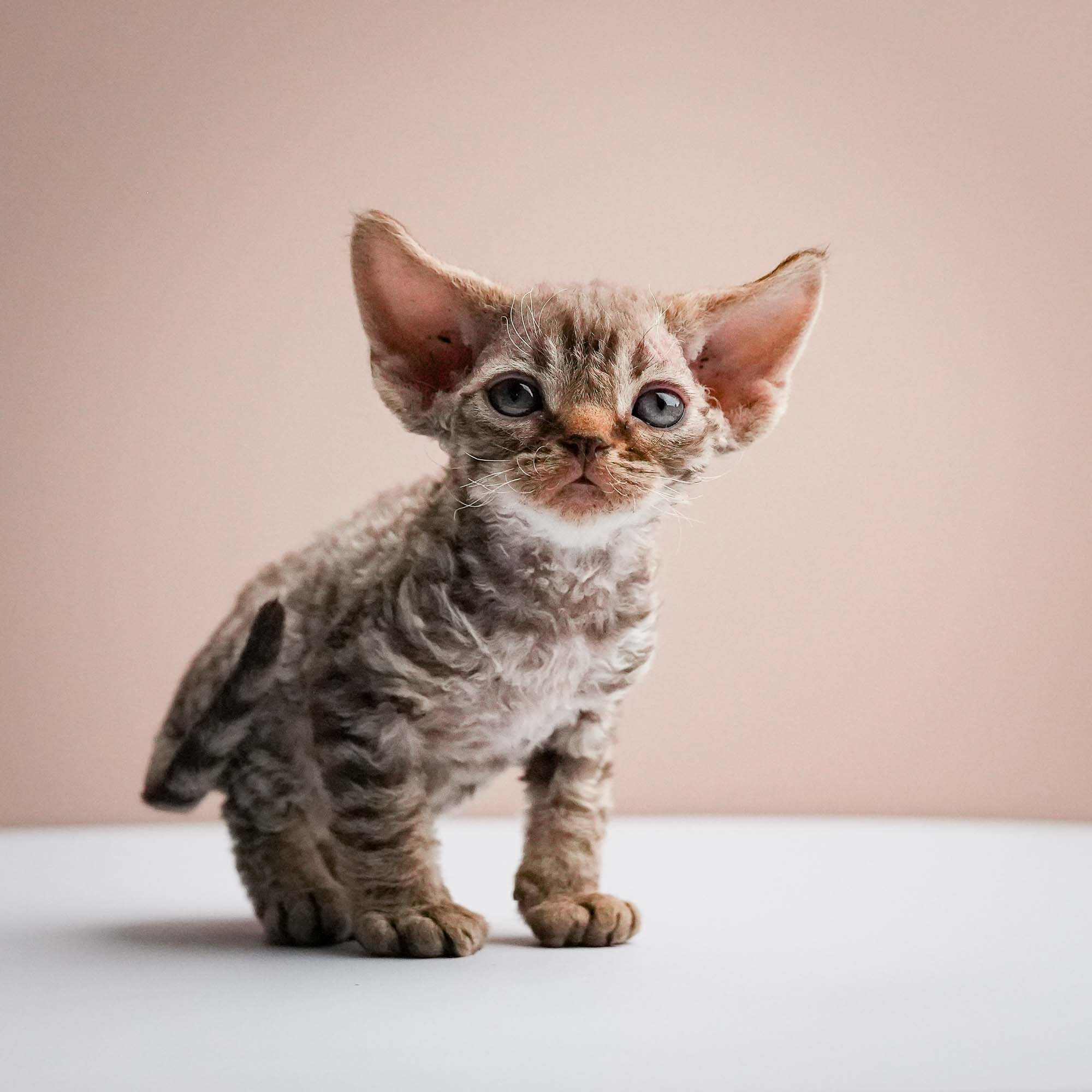 Fuji’s kittens, Devon Rex. Photographer Irina Kozhemyakina. Houston