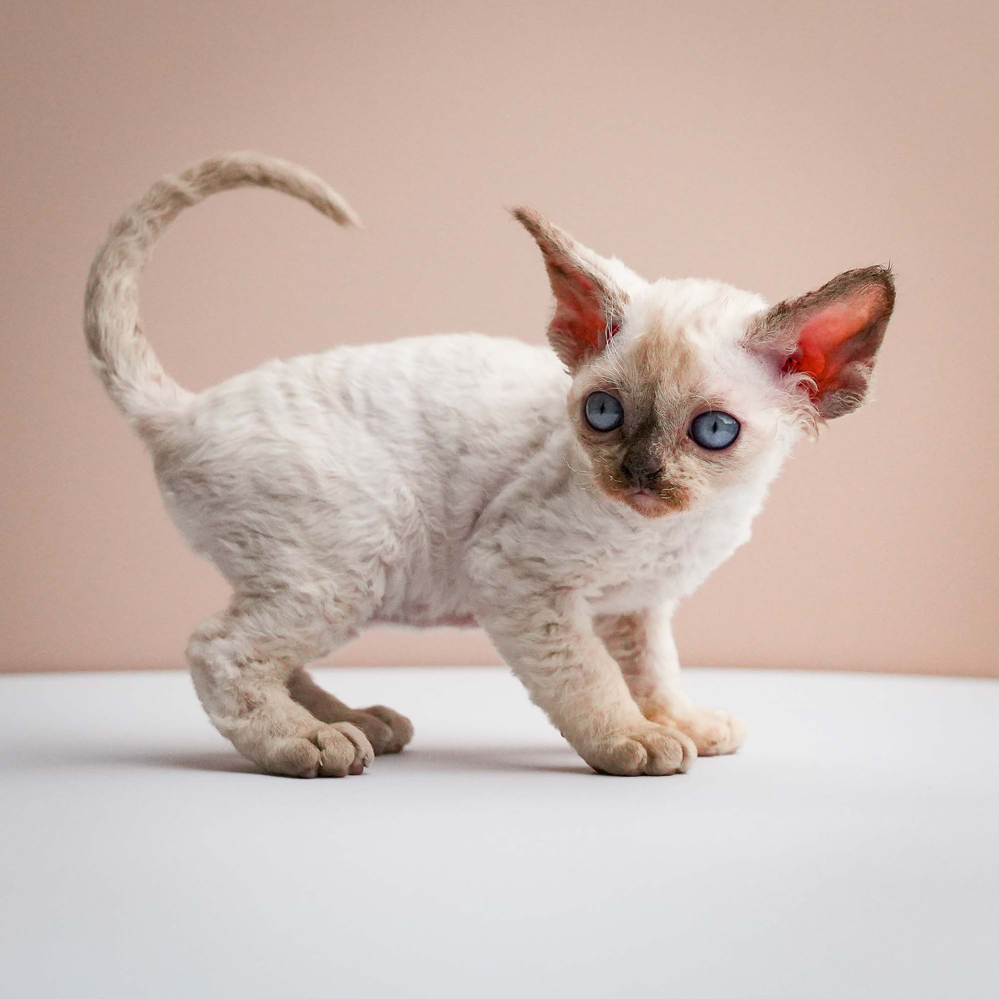 Fuji’s kittens, Devon Rex. Photographer Irina Kozhemyakina. Houston
