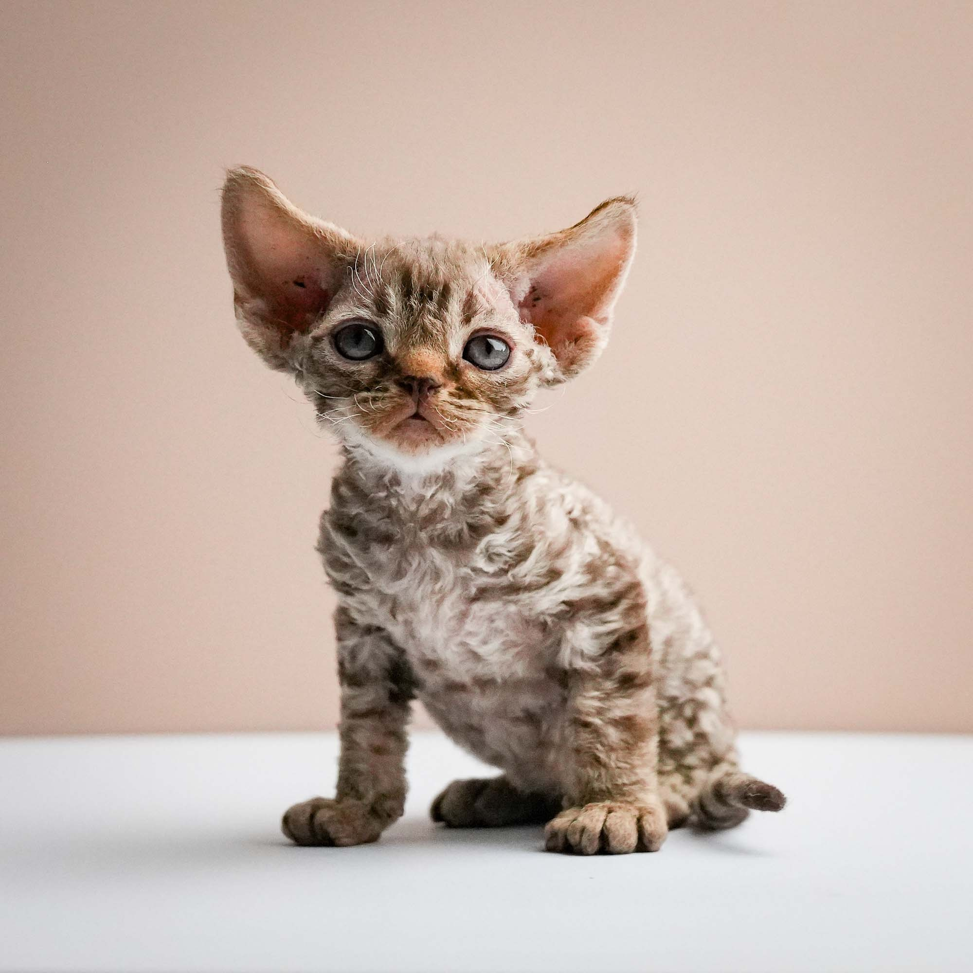 Fuji’s kittens, Devon Rex. Photographer Irina Kozhemyakina. Houston