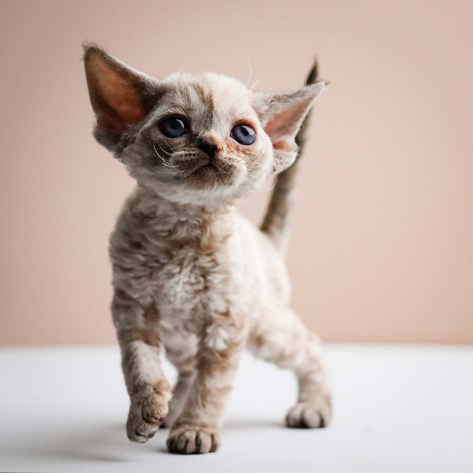 Fuji’s kittens, Devon Rex. Photographer Irina Kozhemyakina. Houston