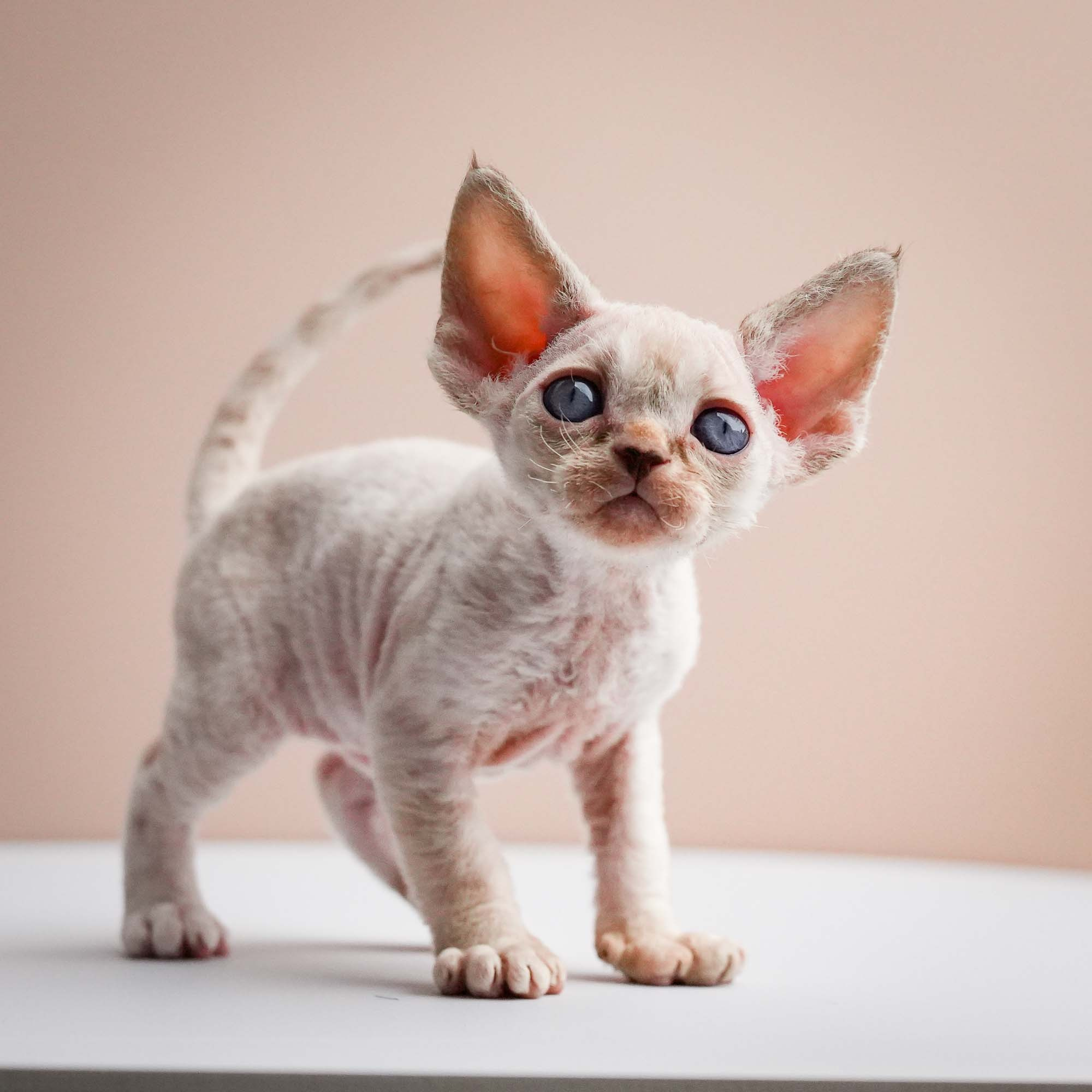 Fuji’s kittens, Devon Rex. Photographer Irina Kozhemyakina. Houston