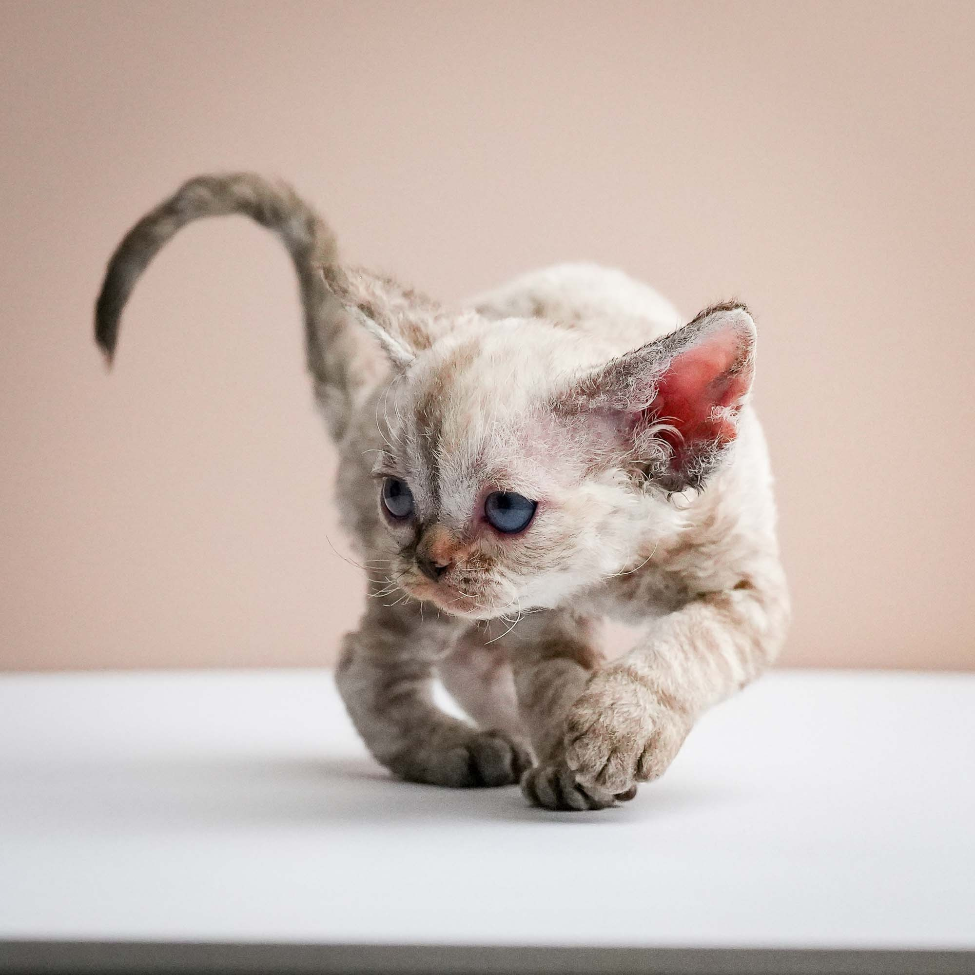 Fuji’s kittens, Devon Rex. Photographer Irina Kozhemyakina. Houston