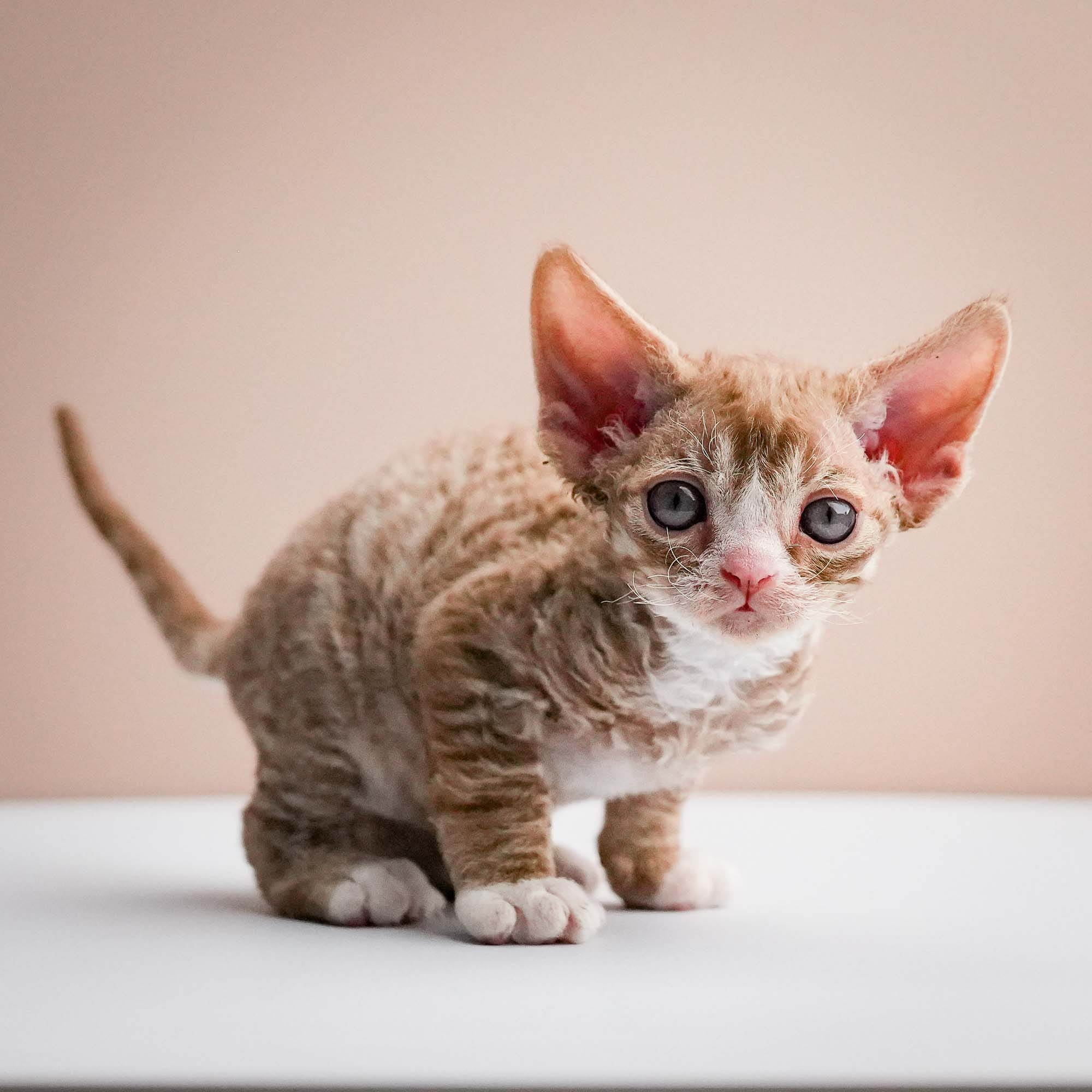 Fuji’s kittens, Devon Rex. Photographer Irina Kozhemyakina. Houston