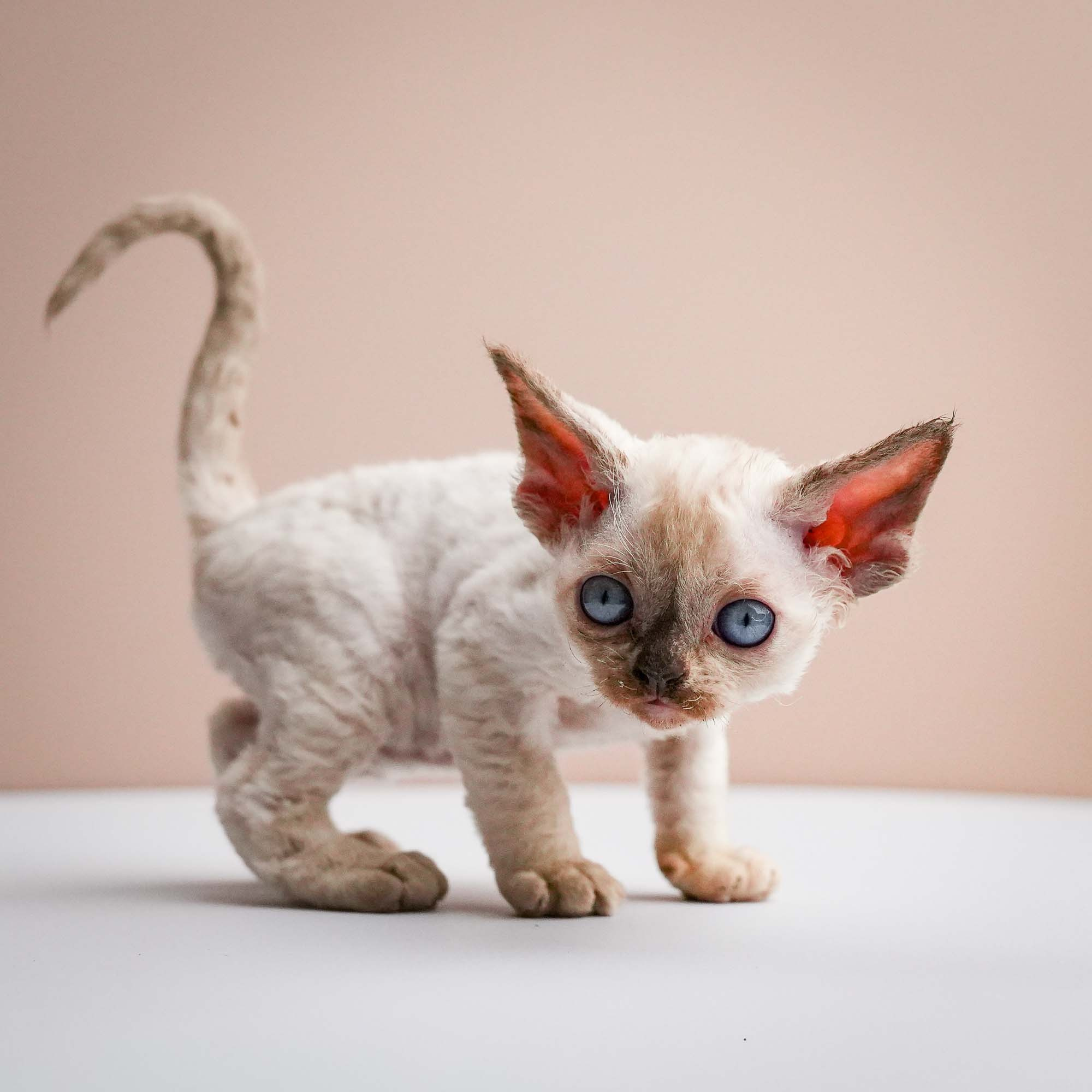 Fuji’s kittens, Devon Rex. Photographer Irina Kozhemyakina. Houston