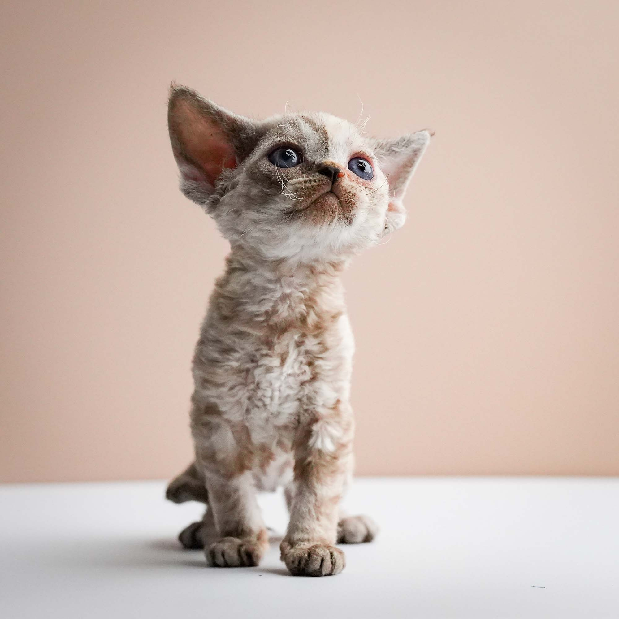 Fuji’s kittens, Devon Rex. Photographer Irina Kozhemyakina. Houston