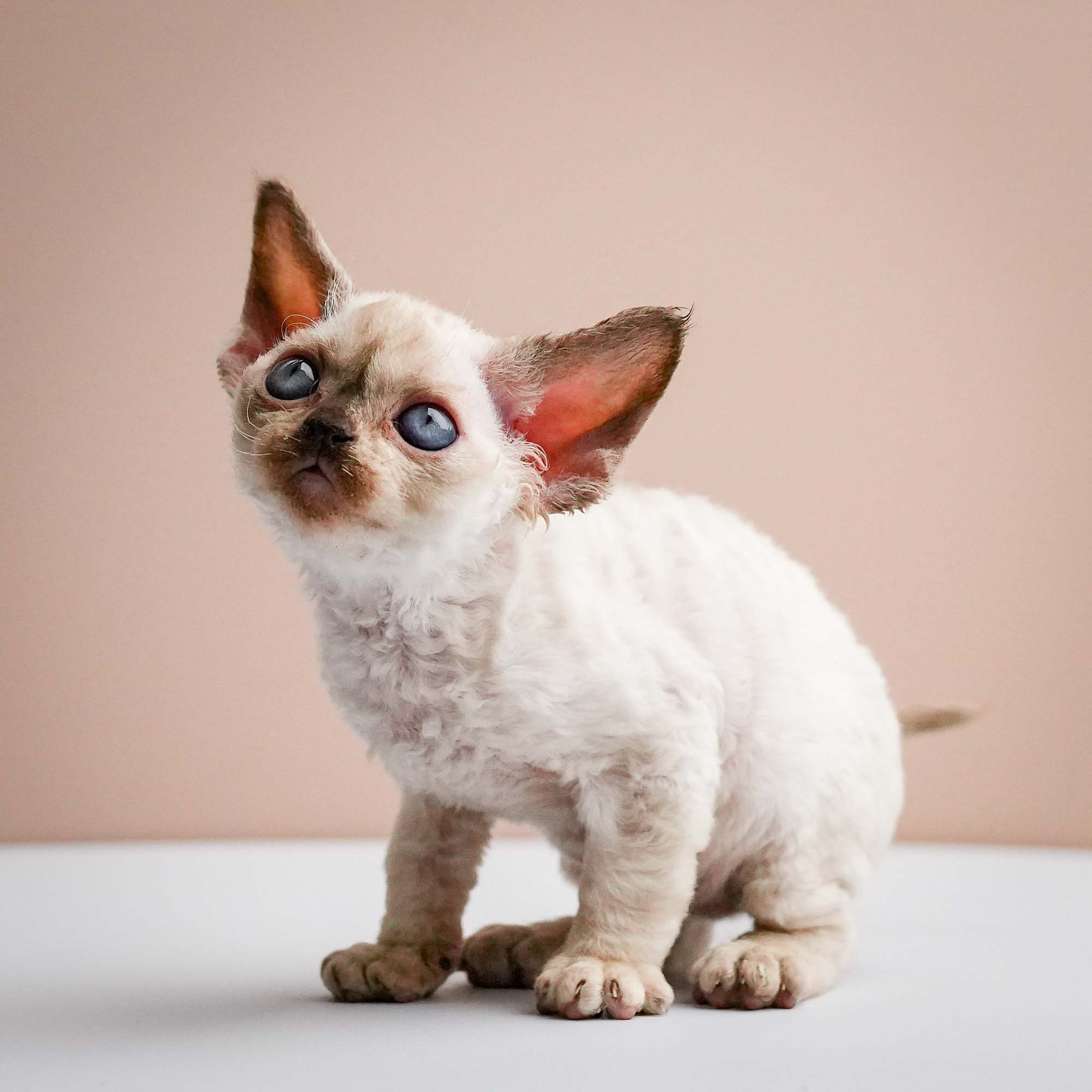 Fuji’s kittens, Devon Rex. Photographer Irina Kozhemyakina. Houston