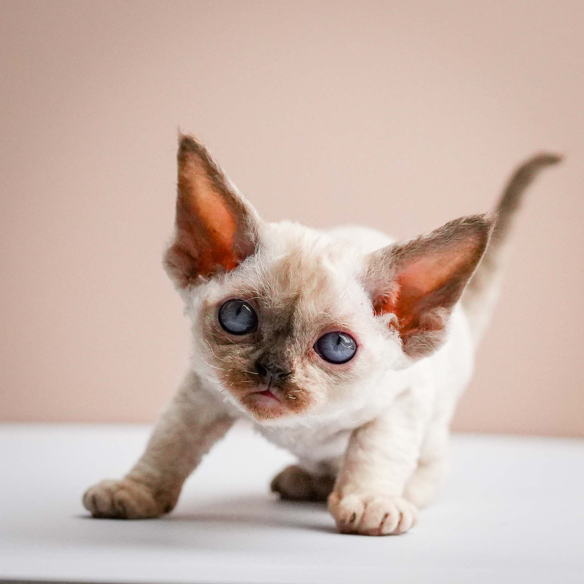 Fuji’s kittens, Devon Rex. Photographer Irina Kozhemyakina. Houston