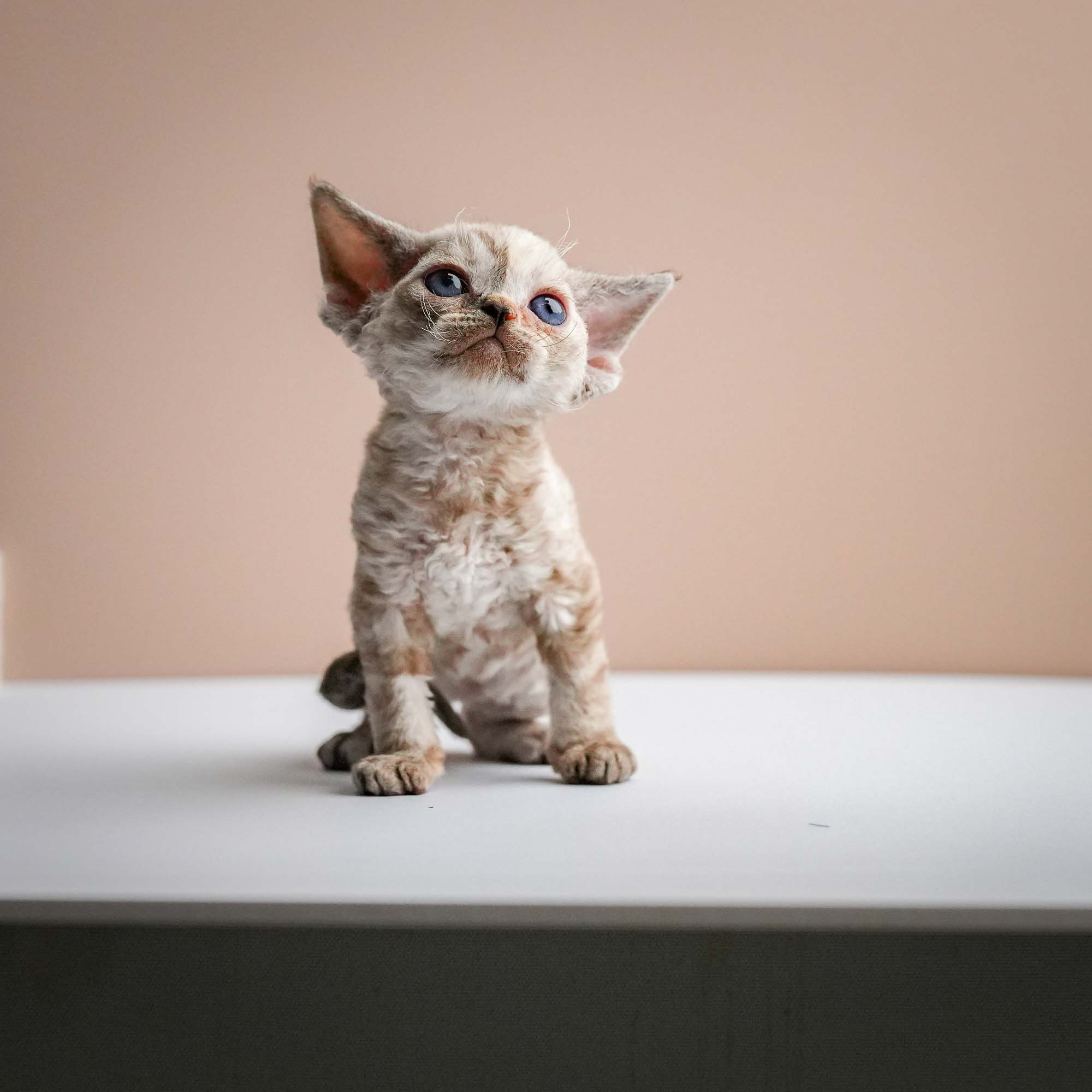 Fuji’s kittens, Devon Rex. Photographer Irina Kozhemyakina. Houston