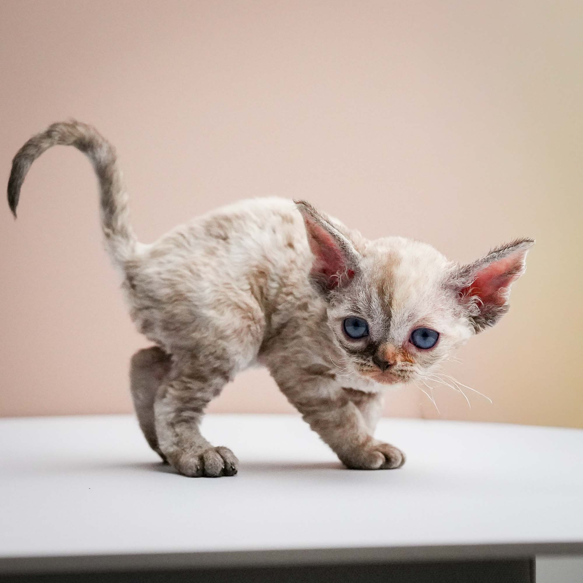 Fuji’s kittens, Devon Rex. Photographer Irina Kozhemyakina. Houston