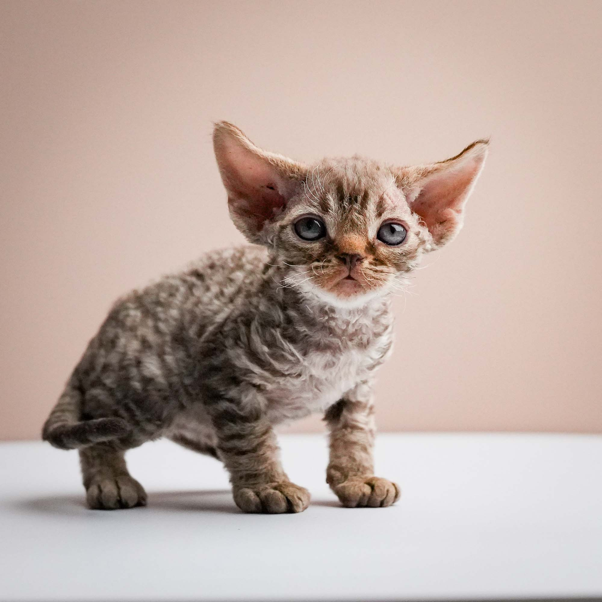 Fuji’s kittens, Devon Rex. Photographer Irina Kozhemyakina. Houston