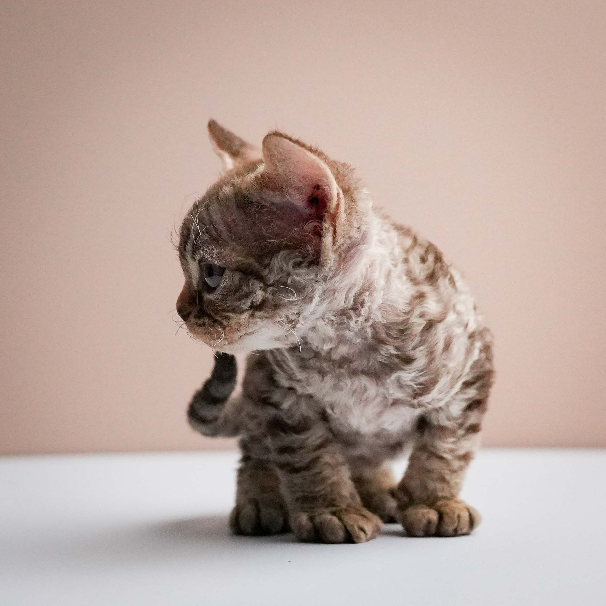 Fuji’s kittens, Devon Rex. Photographer Irina Kozhemyakina. Houston
