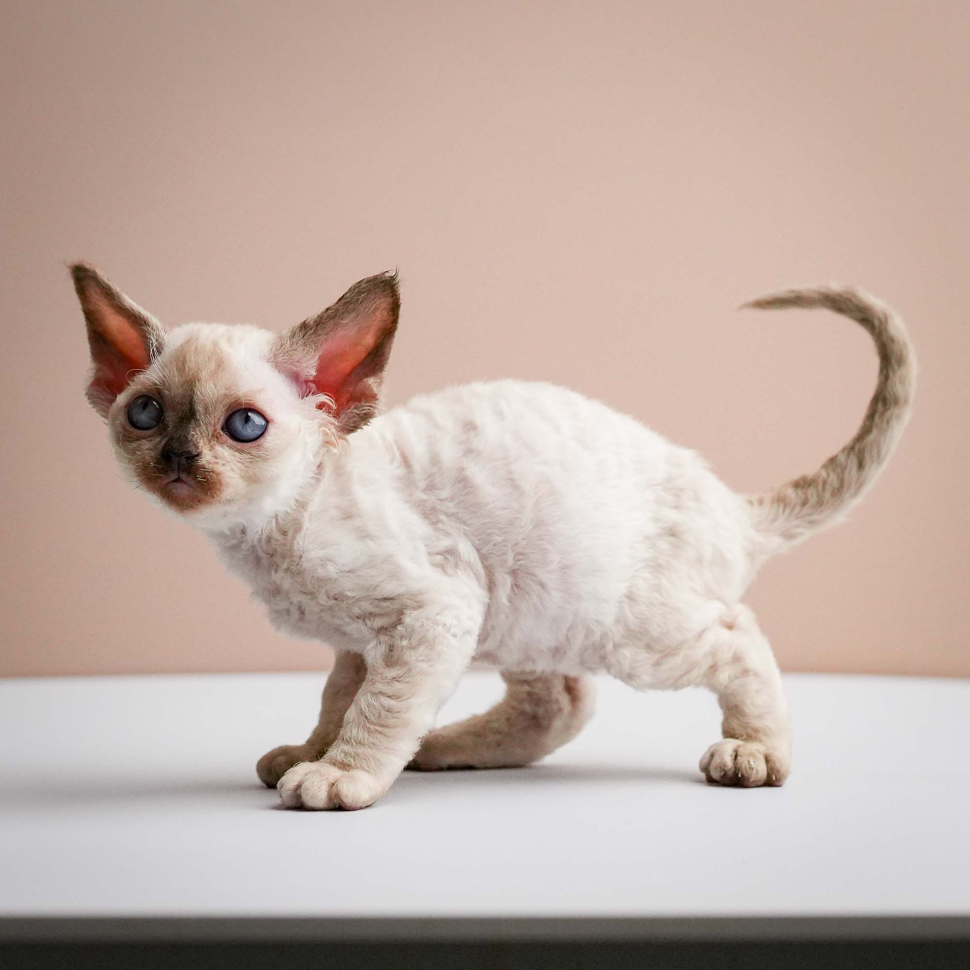 Fuji’s kittens, Devon Rex. Photographer Irina Kozhemyakina. Houston