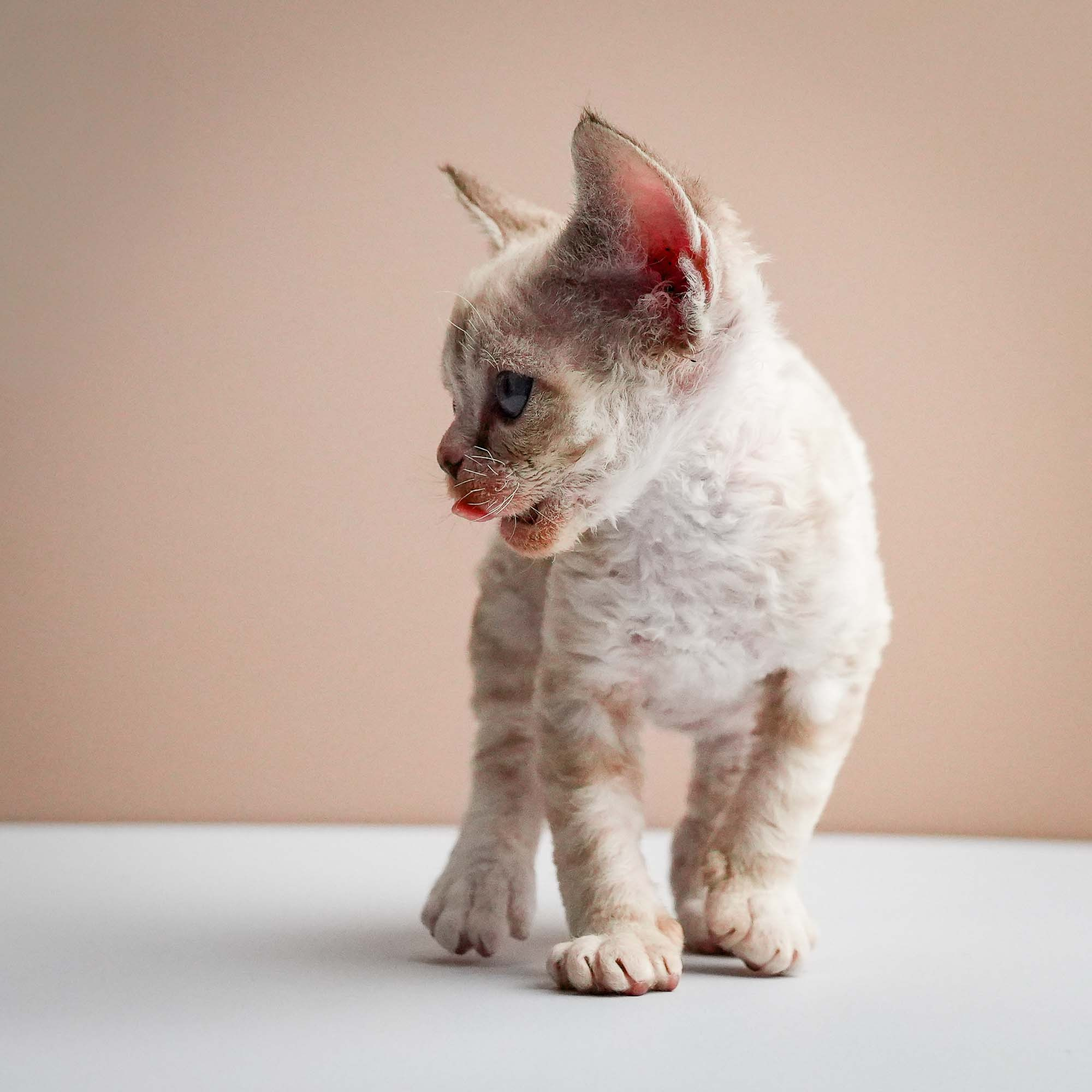 Fuji’s kittens, Devon Rex. Photographer Irina Kozhemyakina. Houston