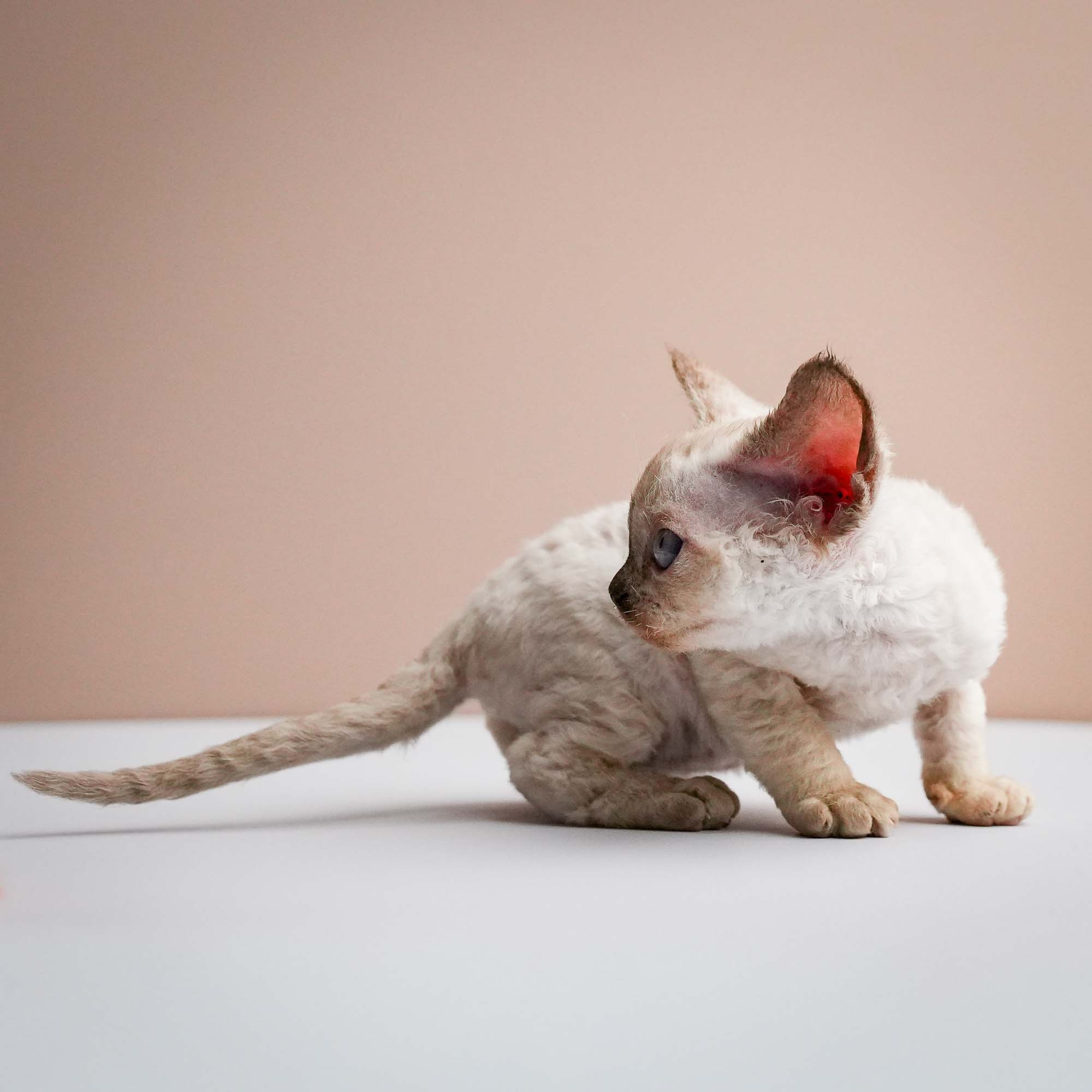 Fuji’s kittens, Devon Rex. Photographer Irina Kozhemyakina. Houston