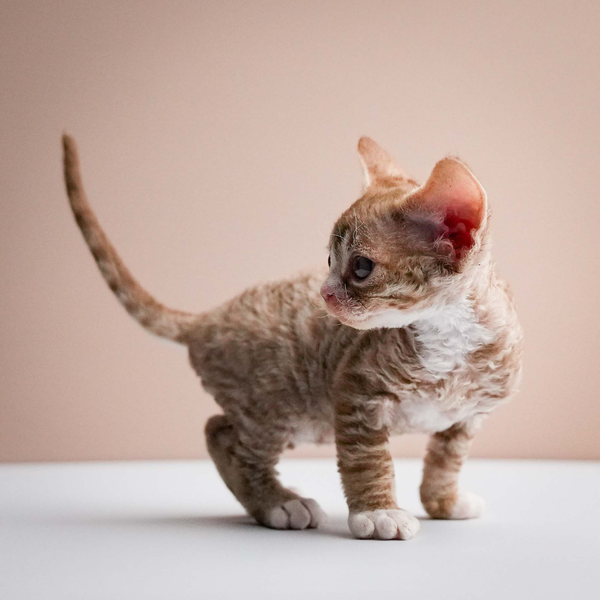 Fuji’s kittens, Devon Rex. Photographer Irina Kozhemyakina. Houston