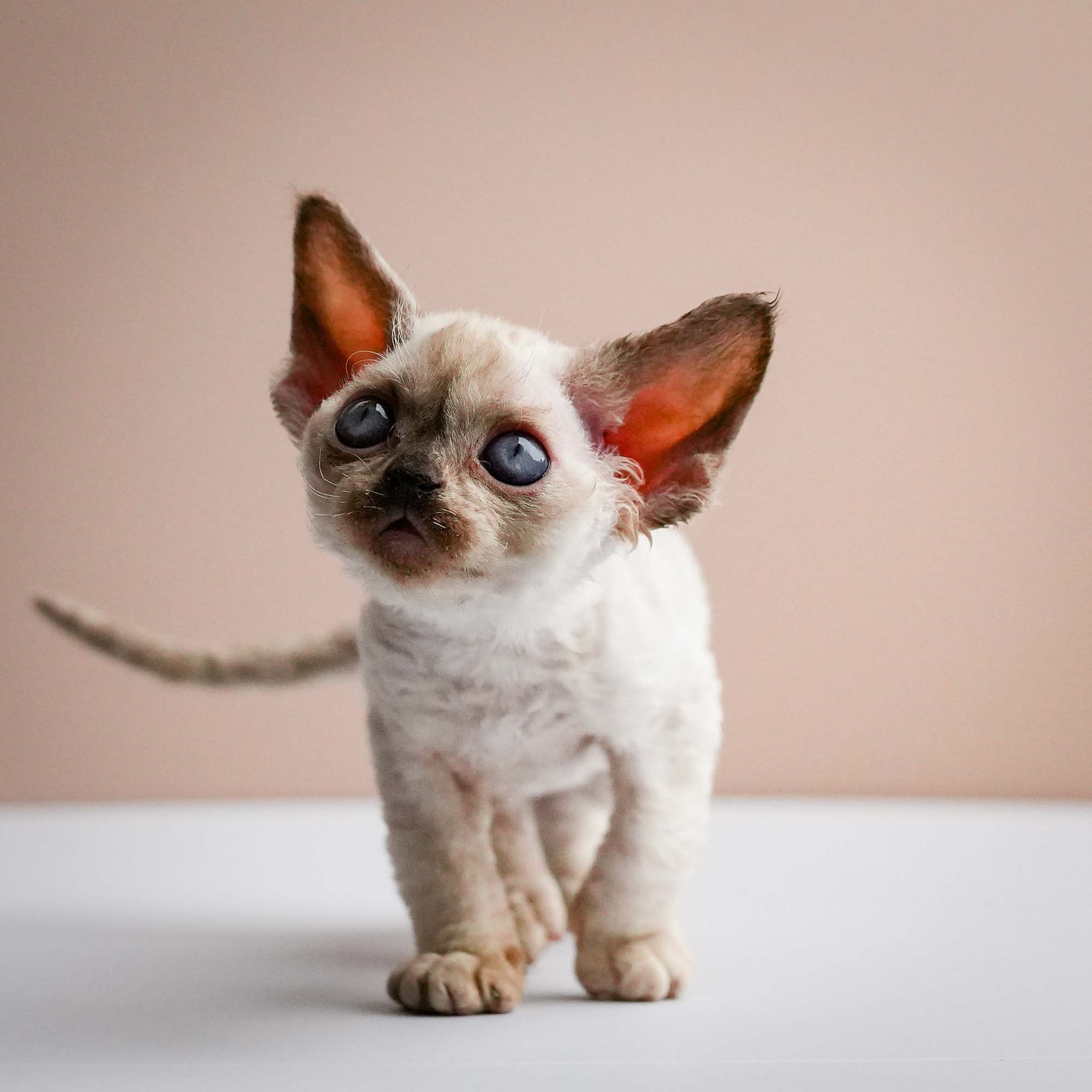 Fuji’s kittens, Devon Rex. Photographer Irina Kozhemyakina. Houston