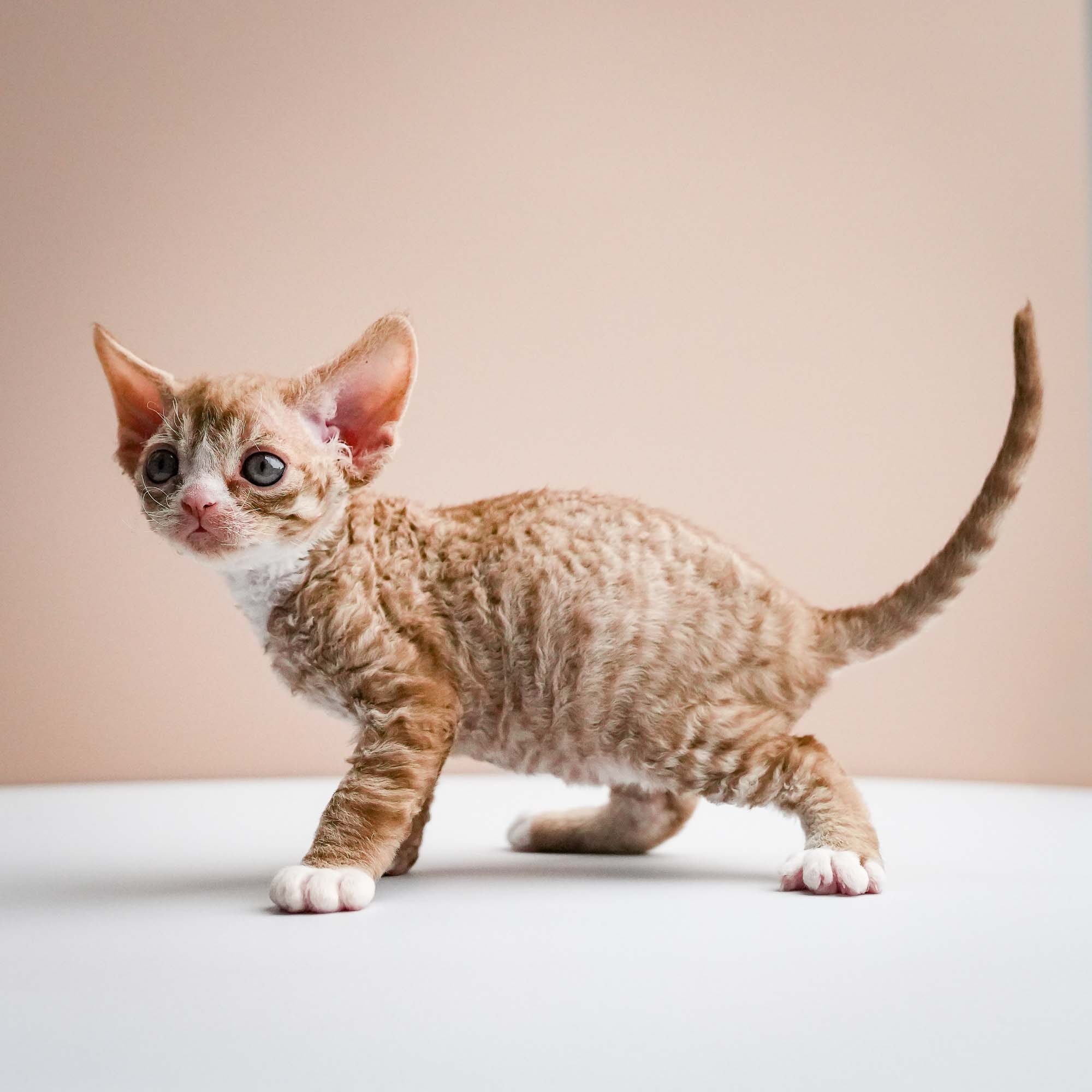 Fuji’s kittens, Devon Rex. Photographer Irina Kozhemyakina. Houston